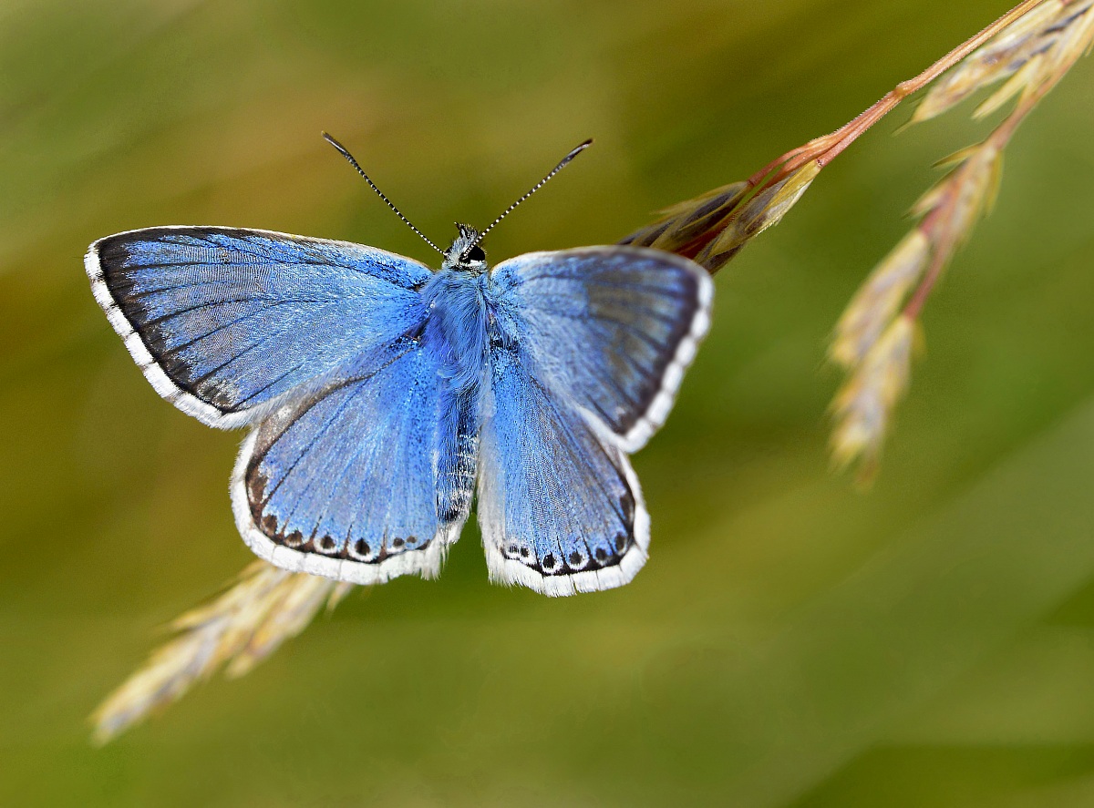 primo incontro con la   licenide