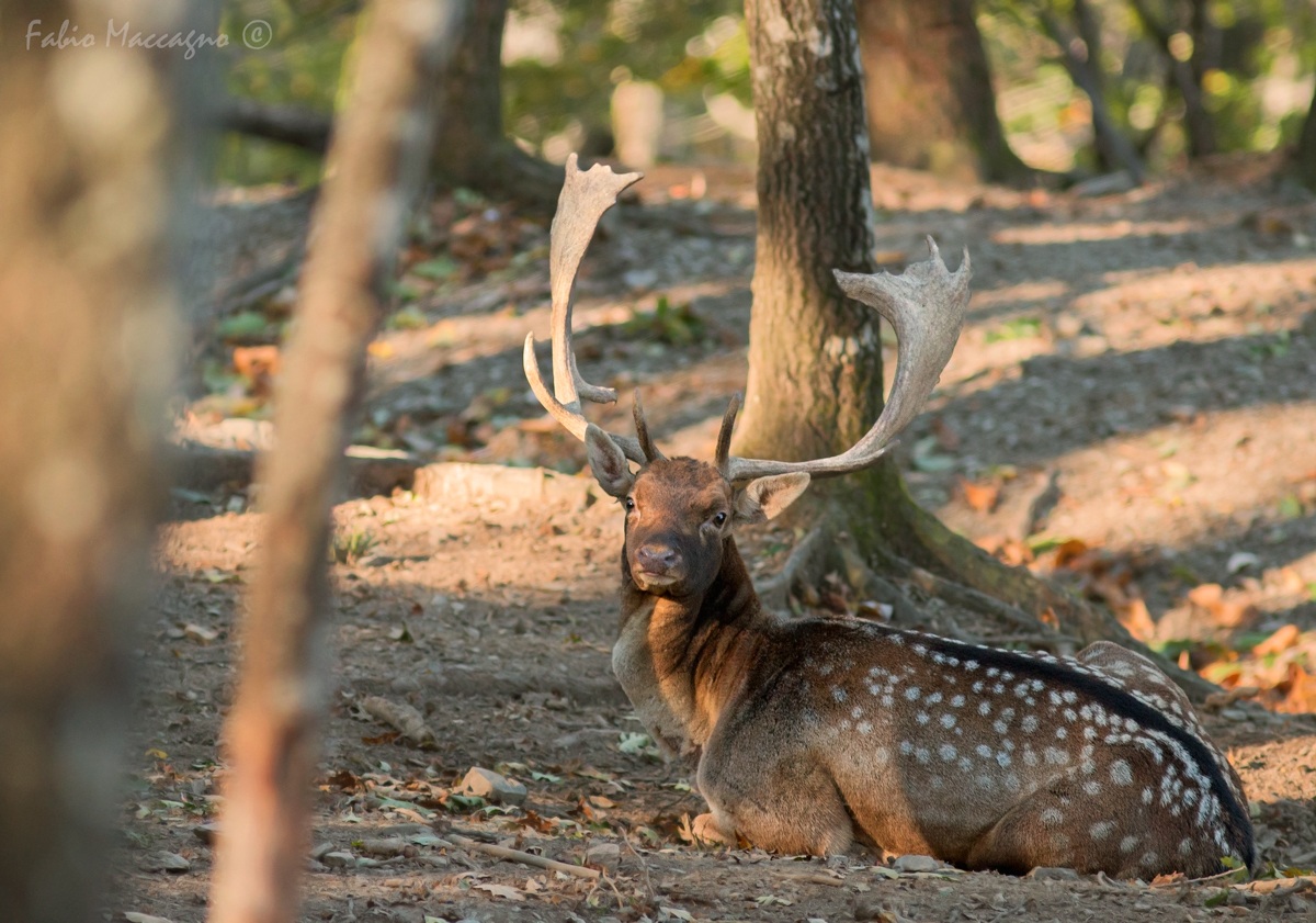 L'alba nell'arena - Daino palancone