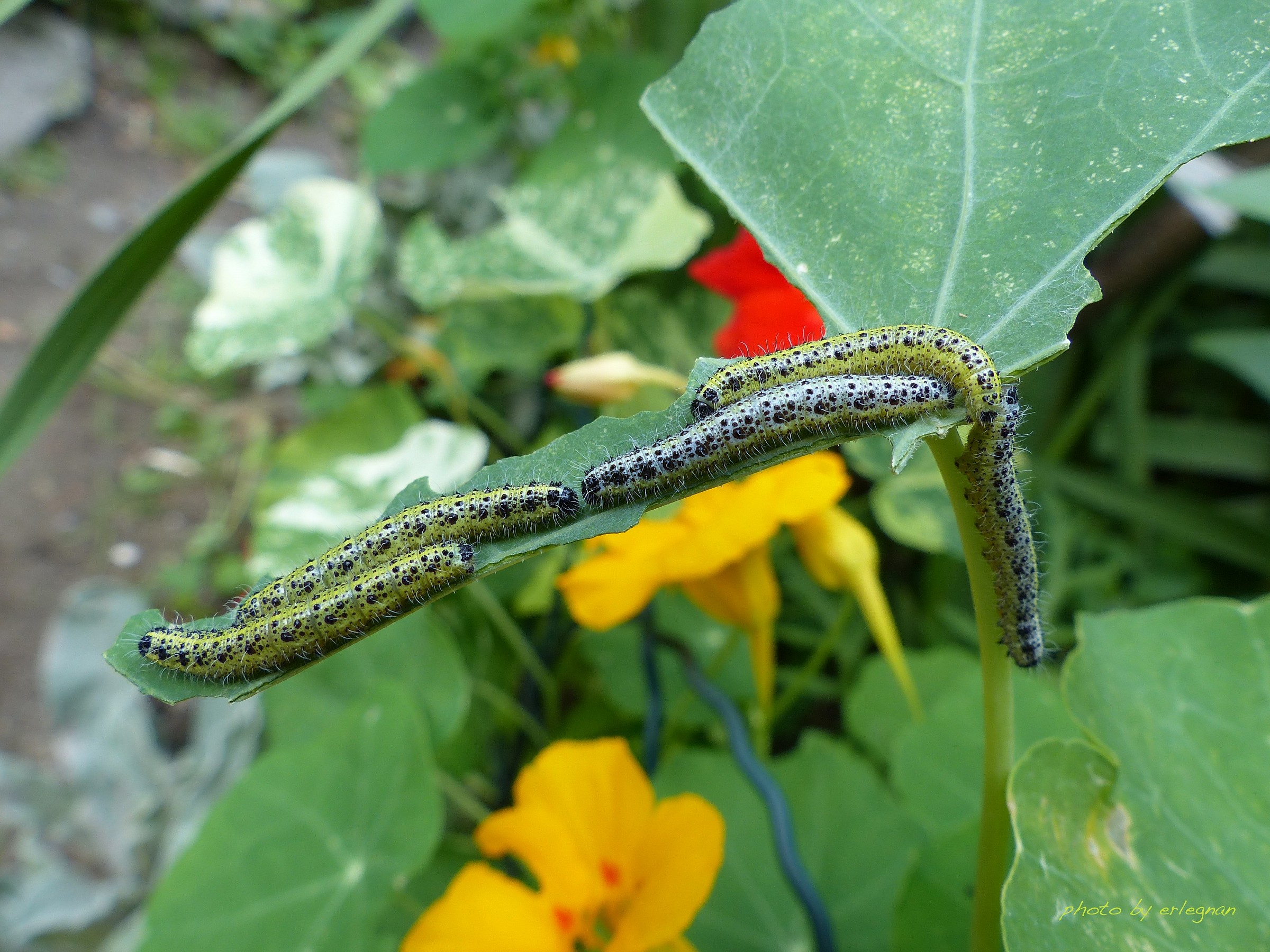 Caterpillars