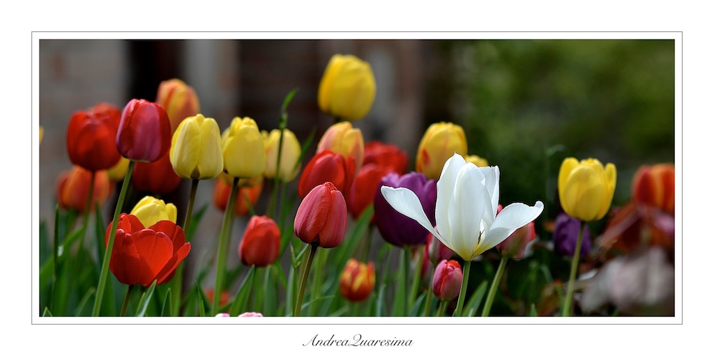 Tulips