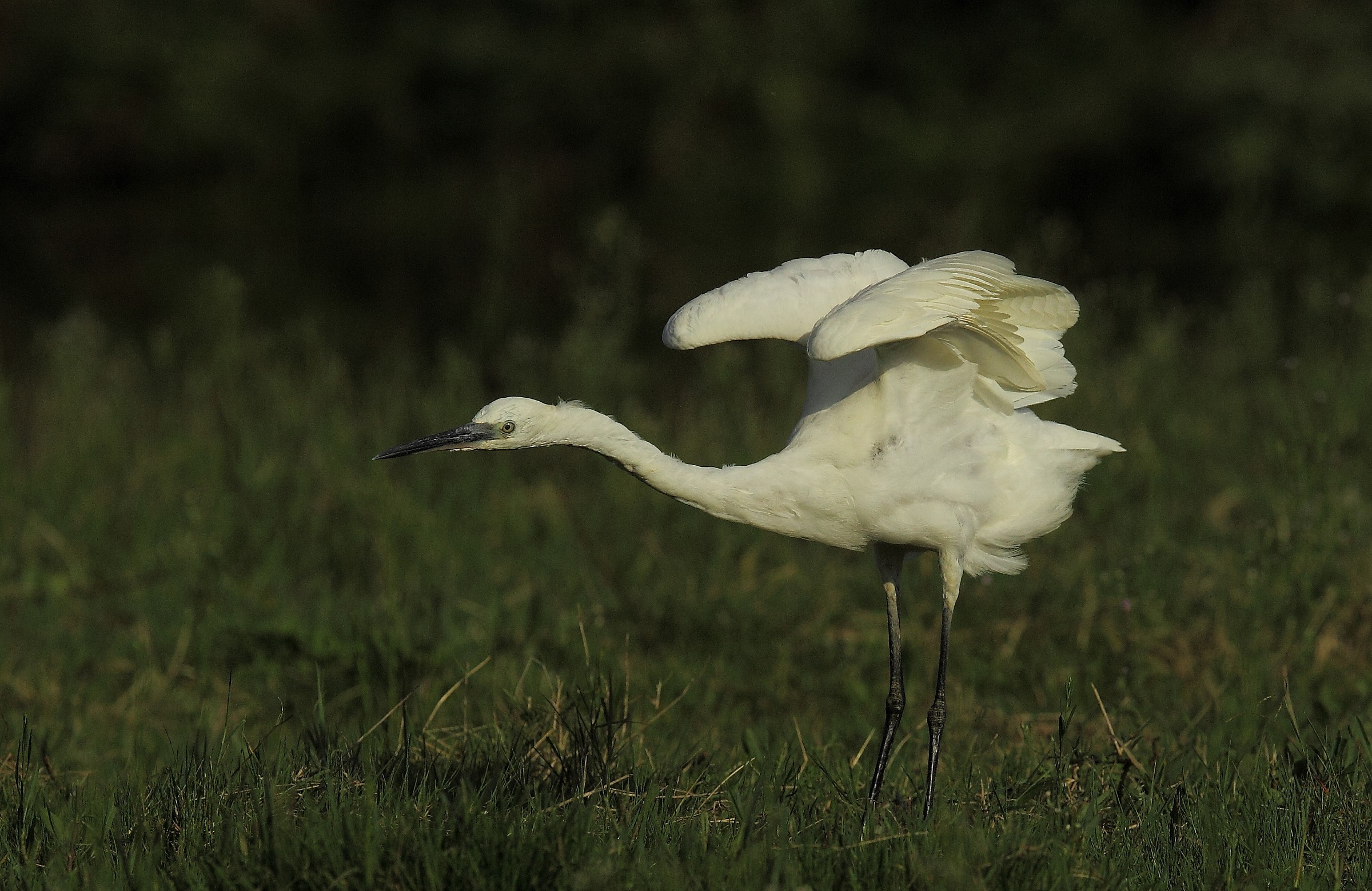 egret
