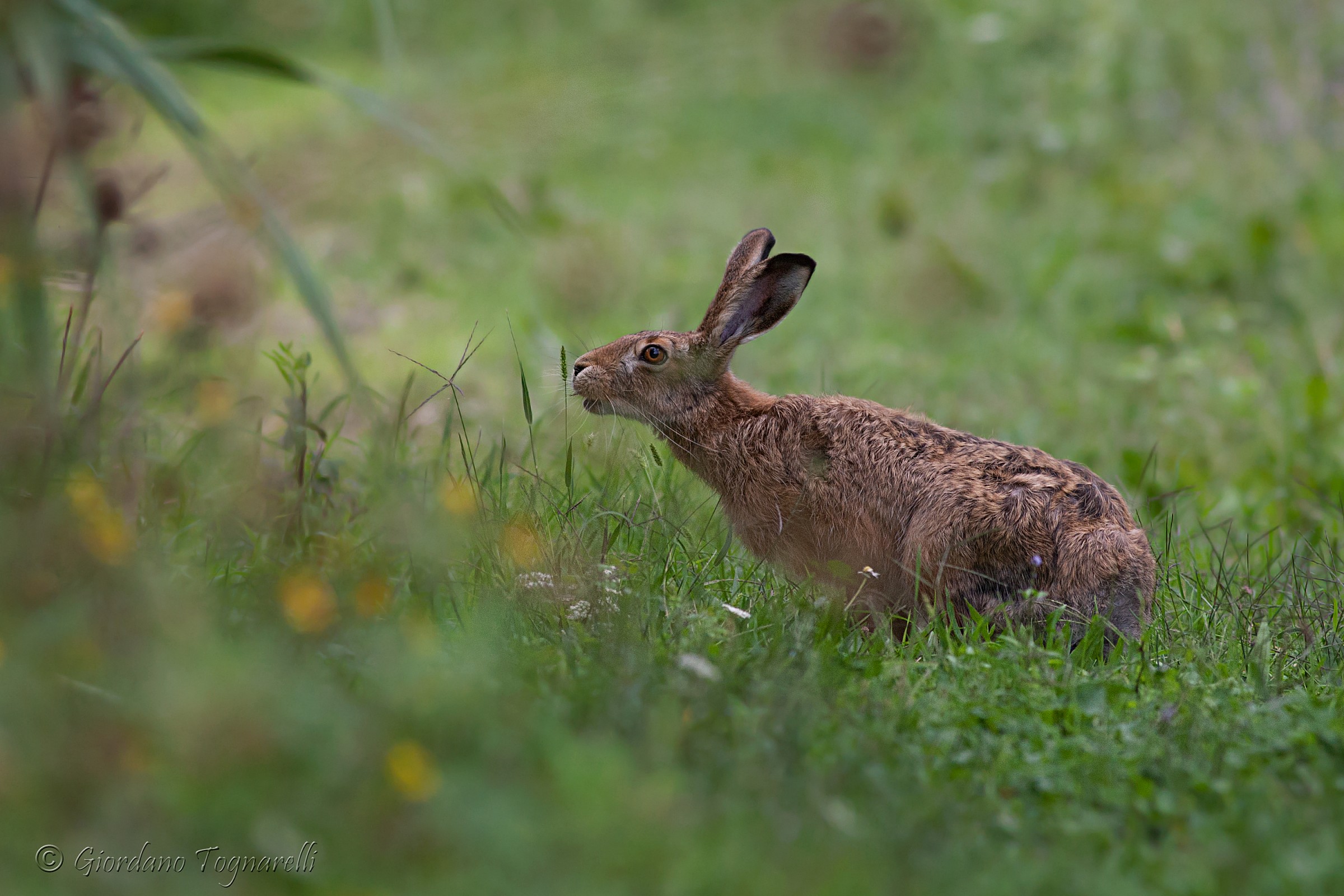 Hare