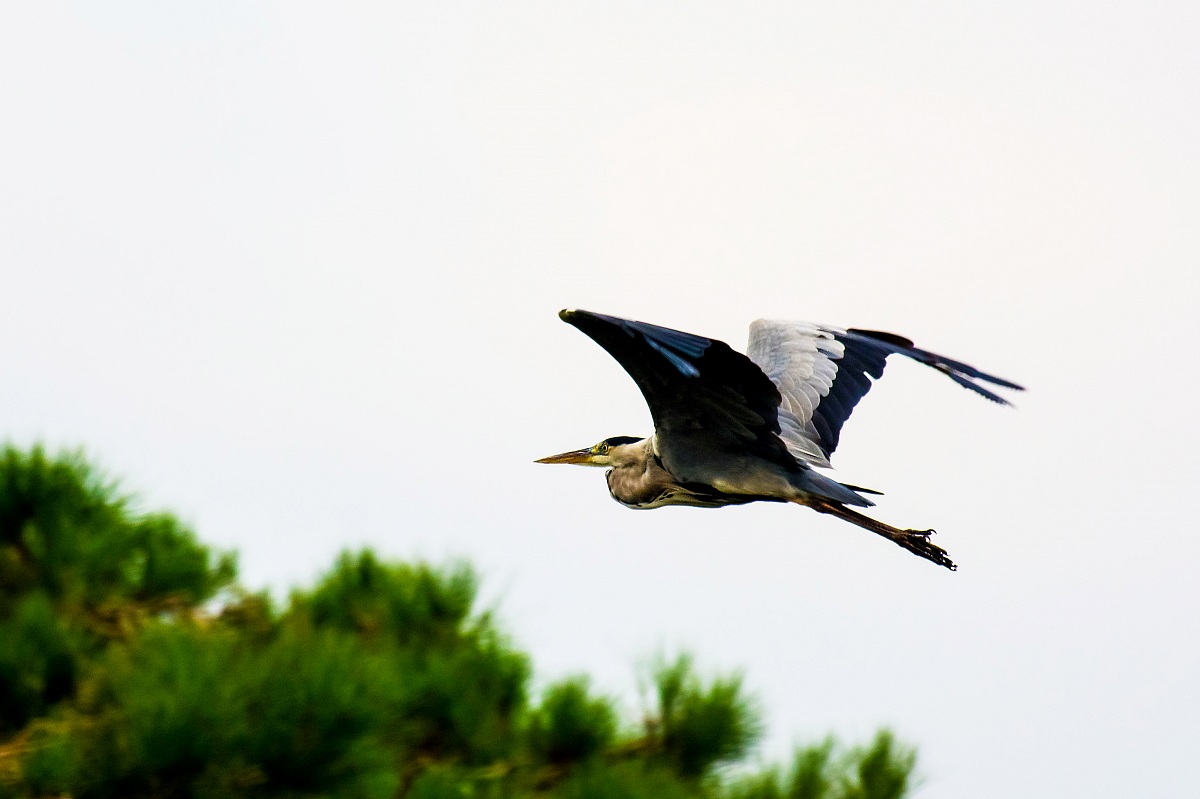 Grey Heron in flight