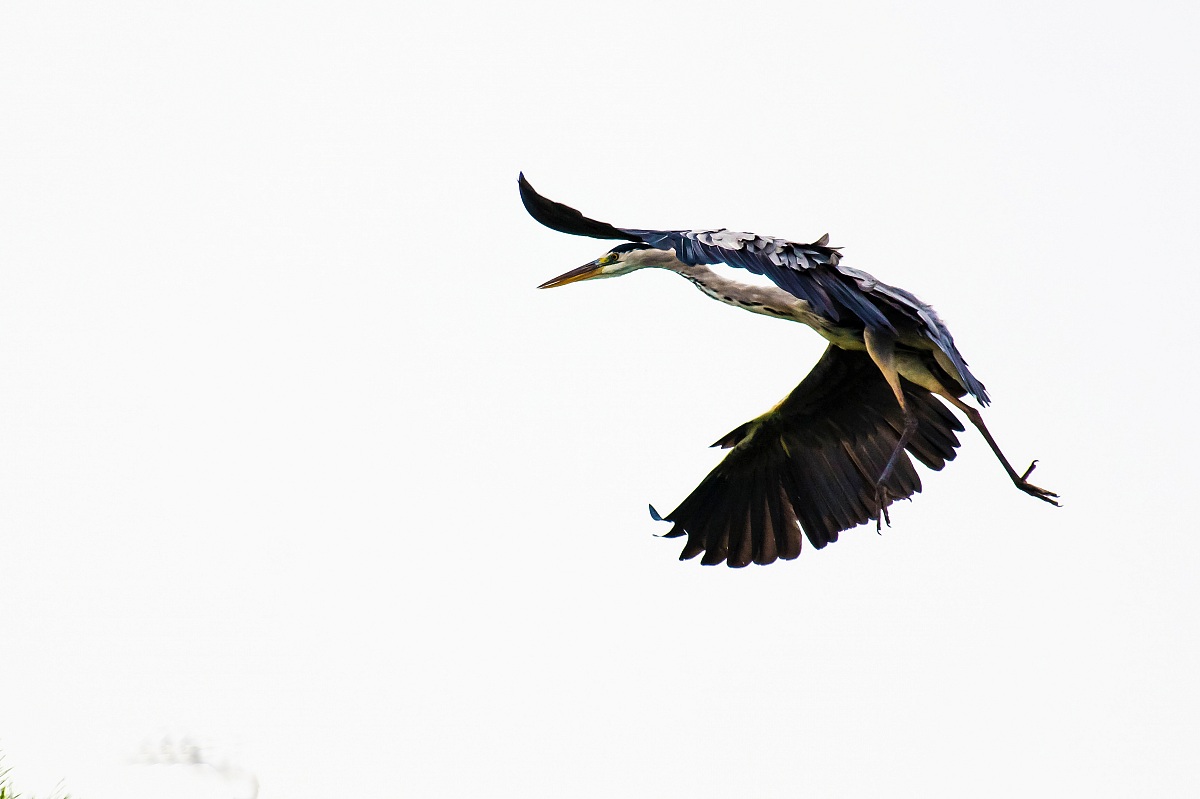 Heron Landing in