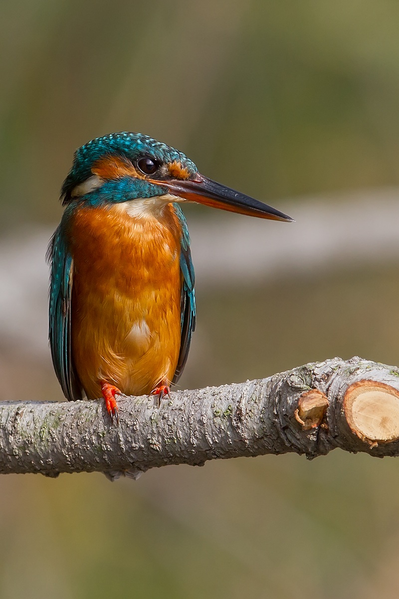 Kingfisher