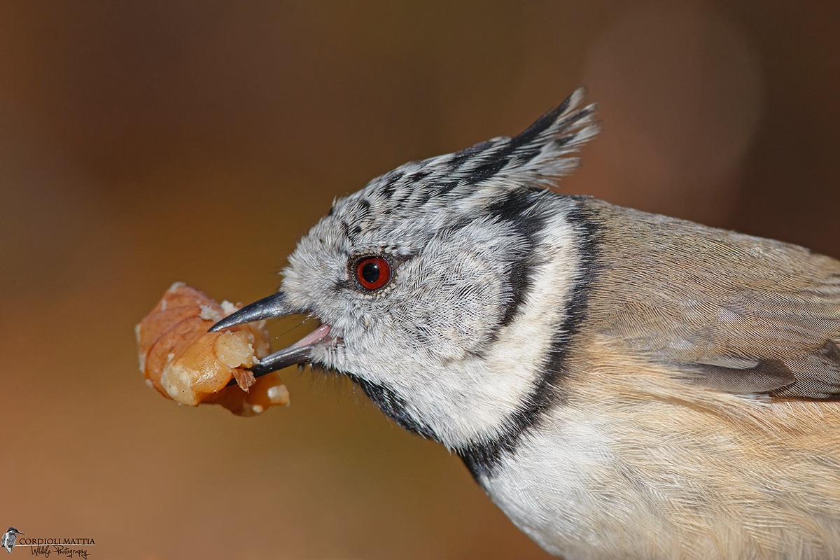 Cincia Dal Ciuffo Portrait....