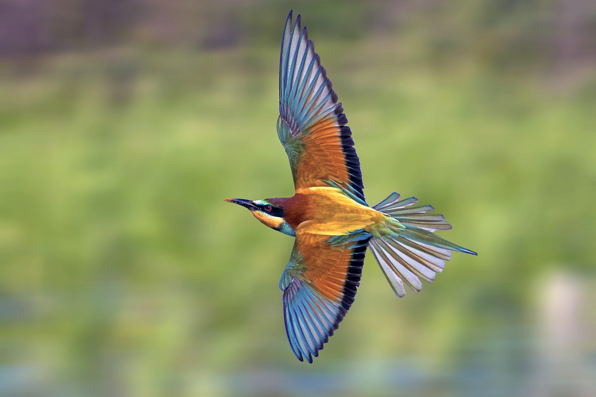 Bee-Eater in Flight
