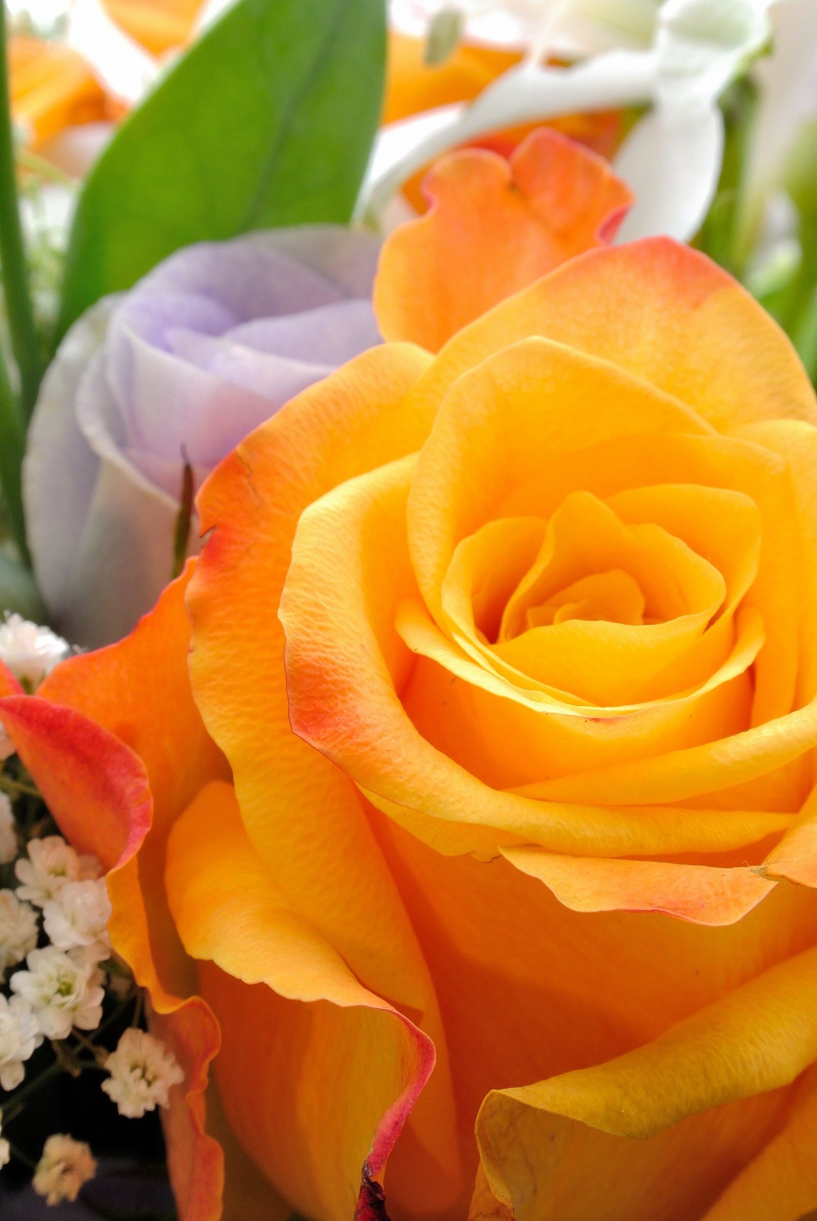 Queen of Flowers ....