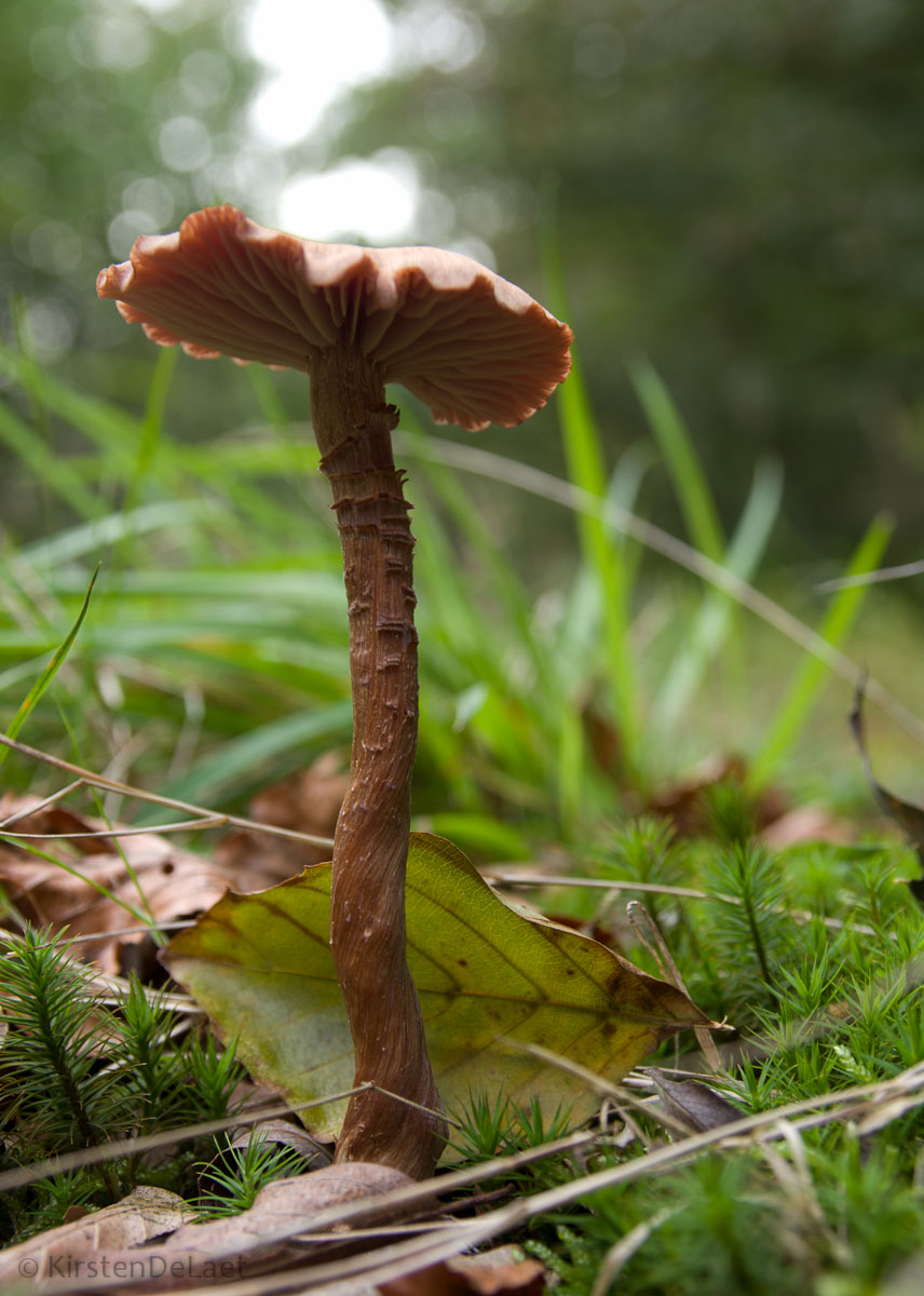 Funghi da ottobre 2014