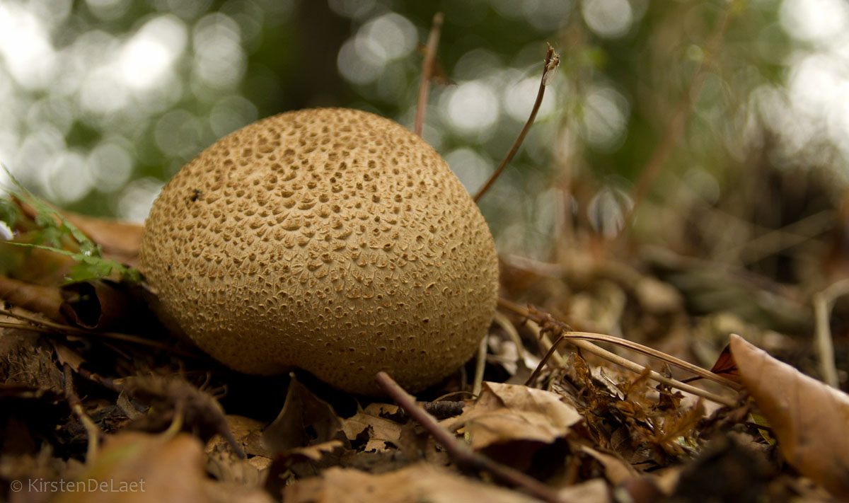 Funghi da ottobre 2014