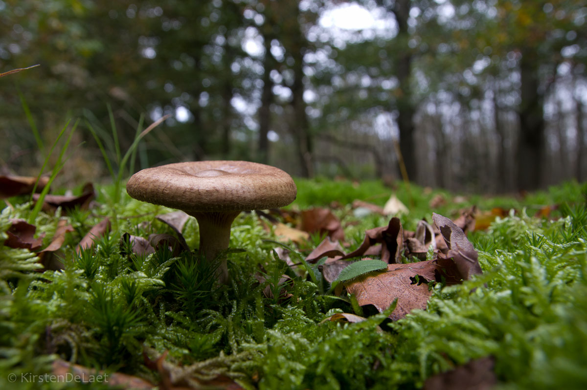 Funghi da ottobre 2014