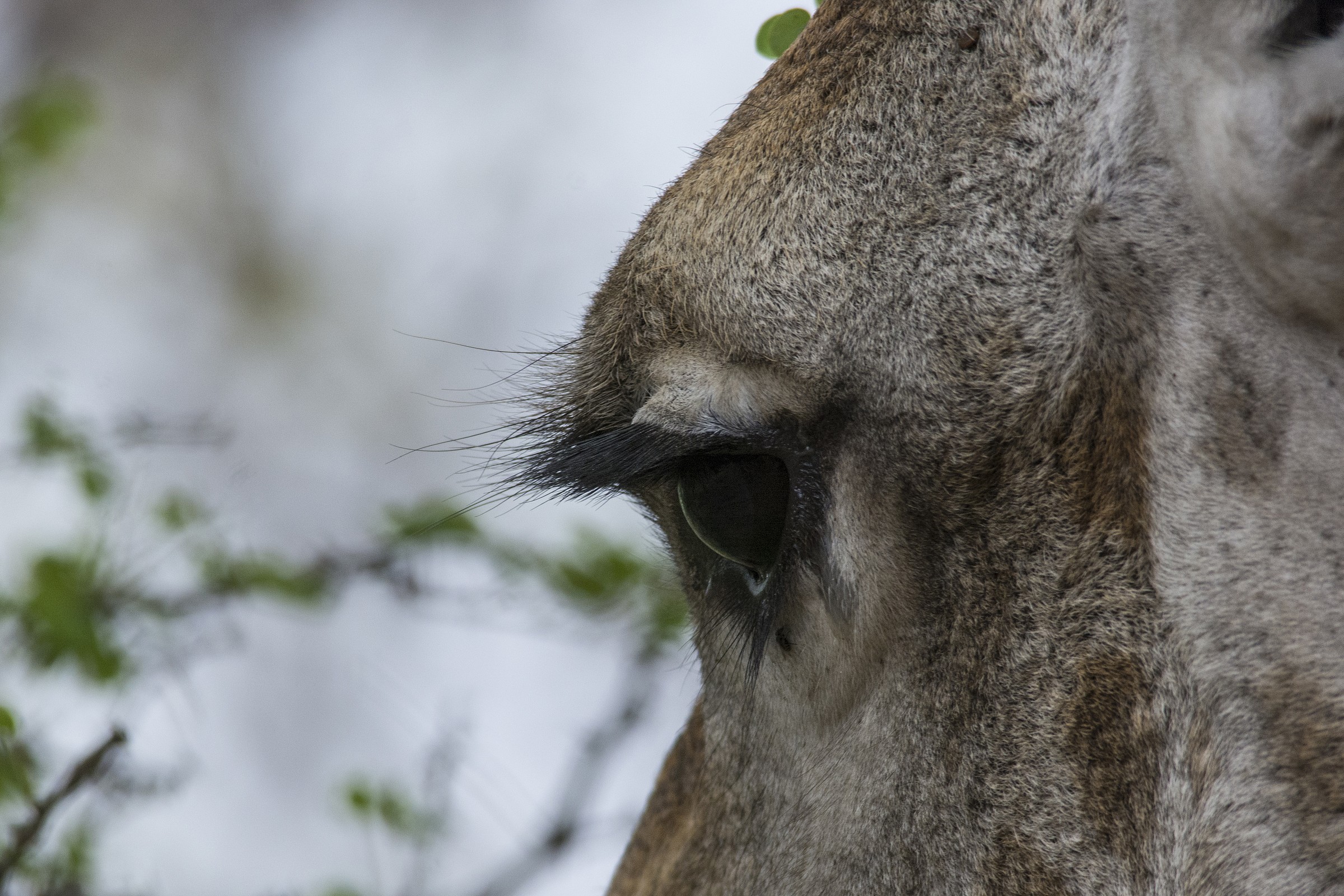 The look of the giraffe