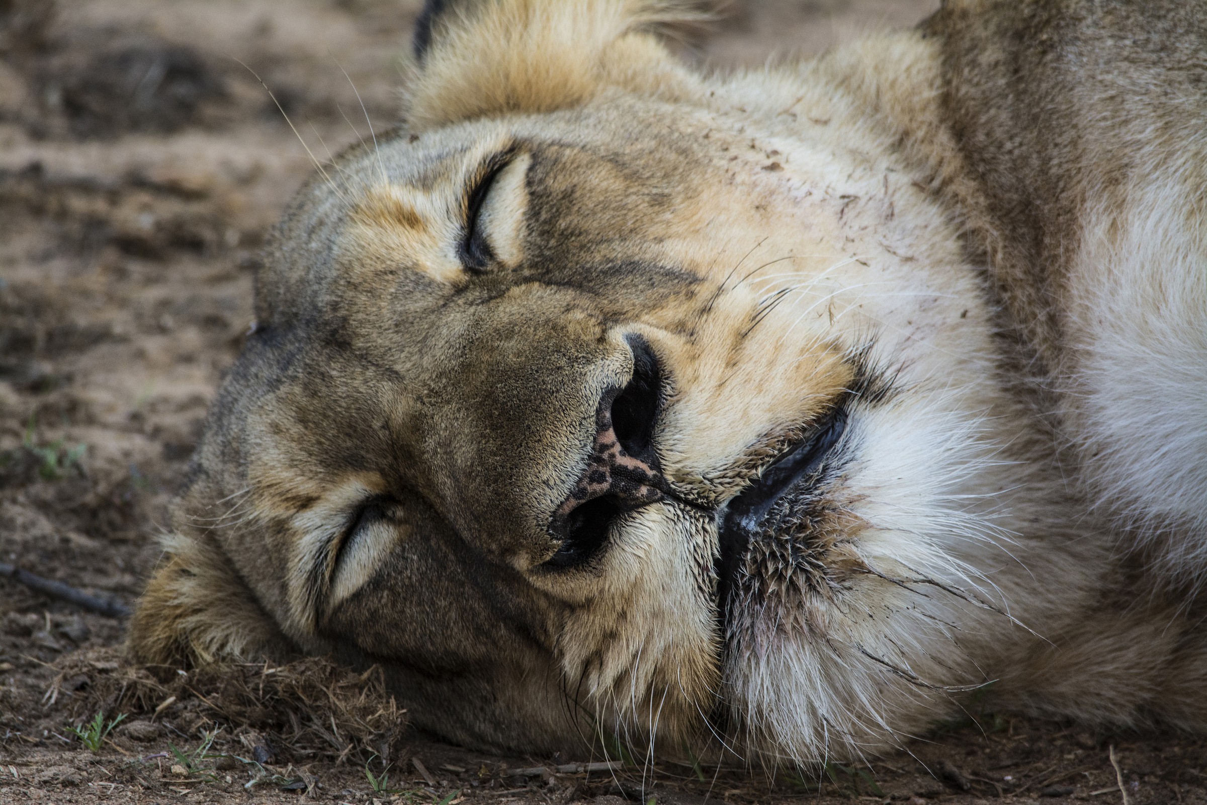 La leonessa si è addormentata