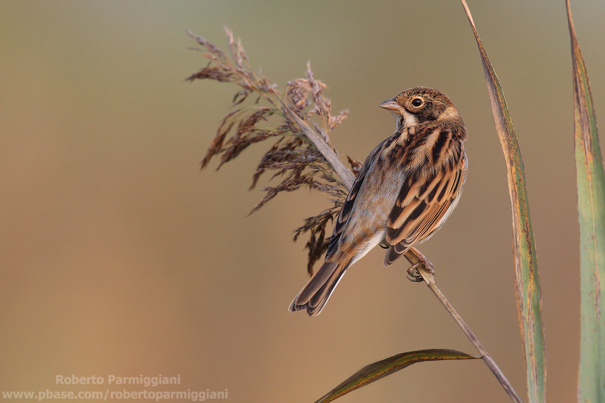 Composizione di canneto parte II