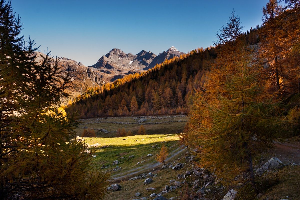Una valle di larici