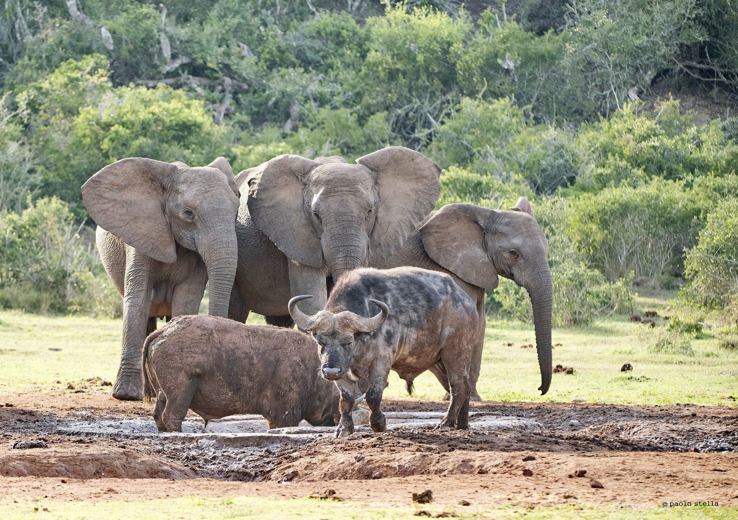 puddle - 5: the first buffalo goes away