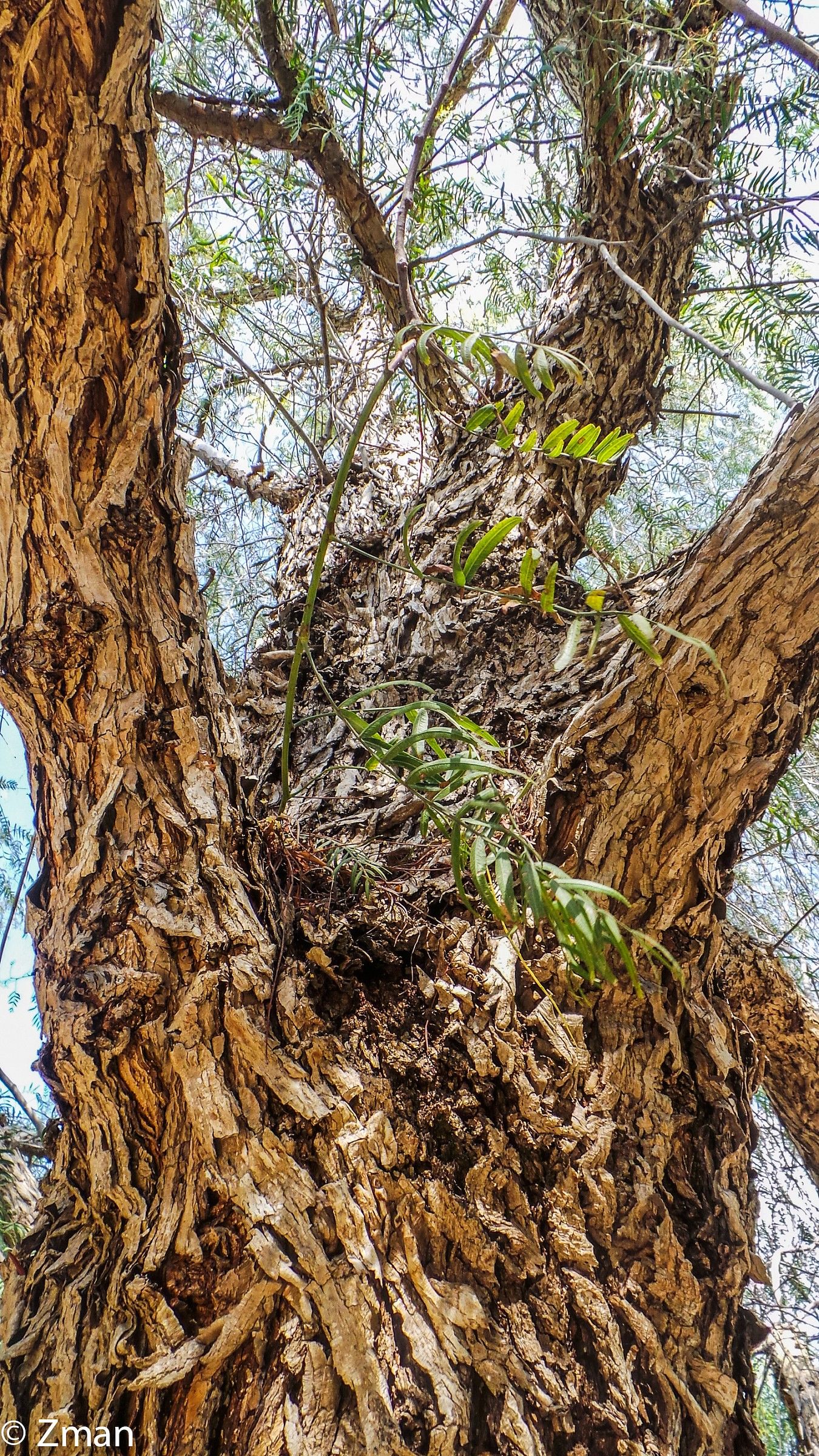 L'albero del pepe in A. Alamine Giardino