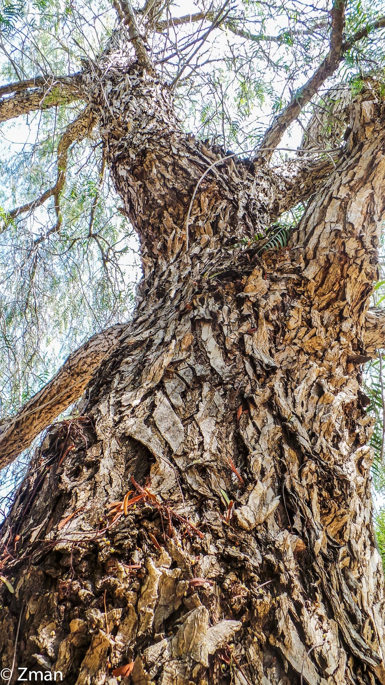 L'albero del pepe in A. Alamine Giardino