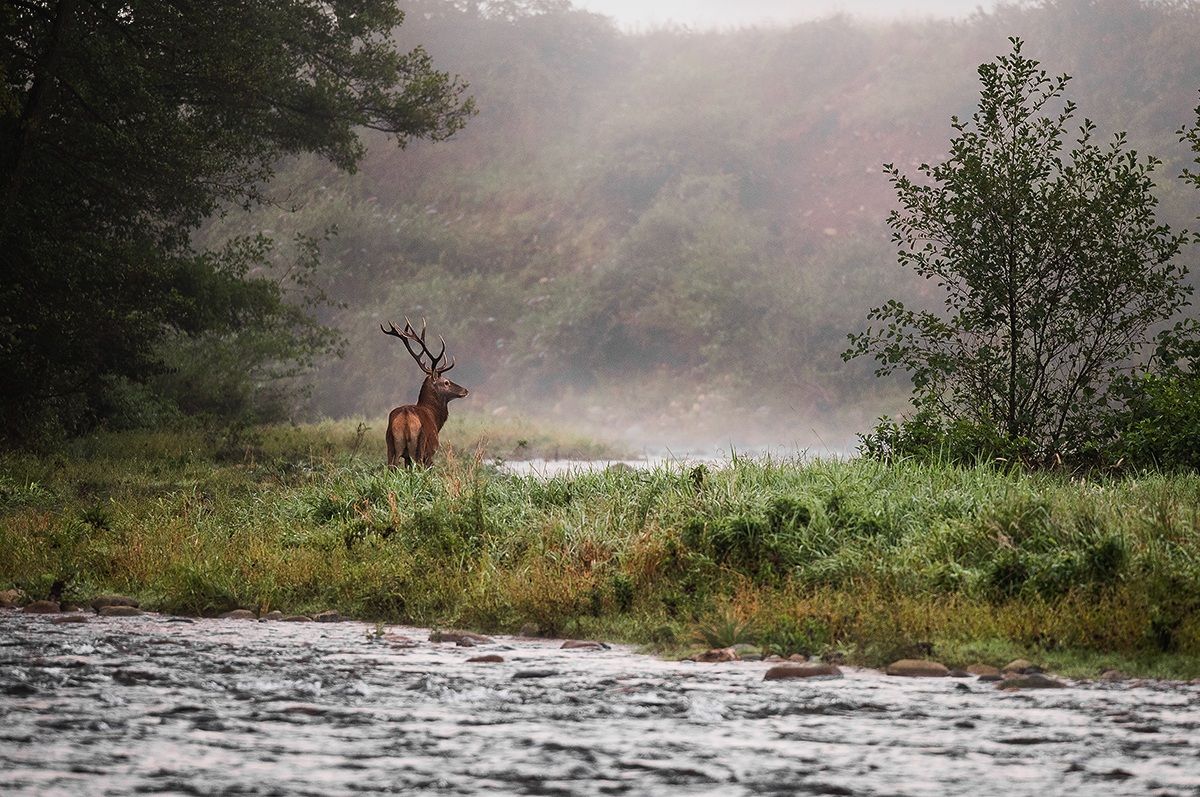 La stagione dei cervi...