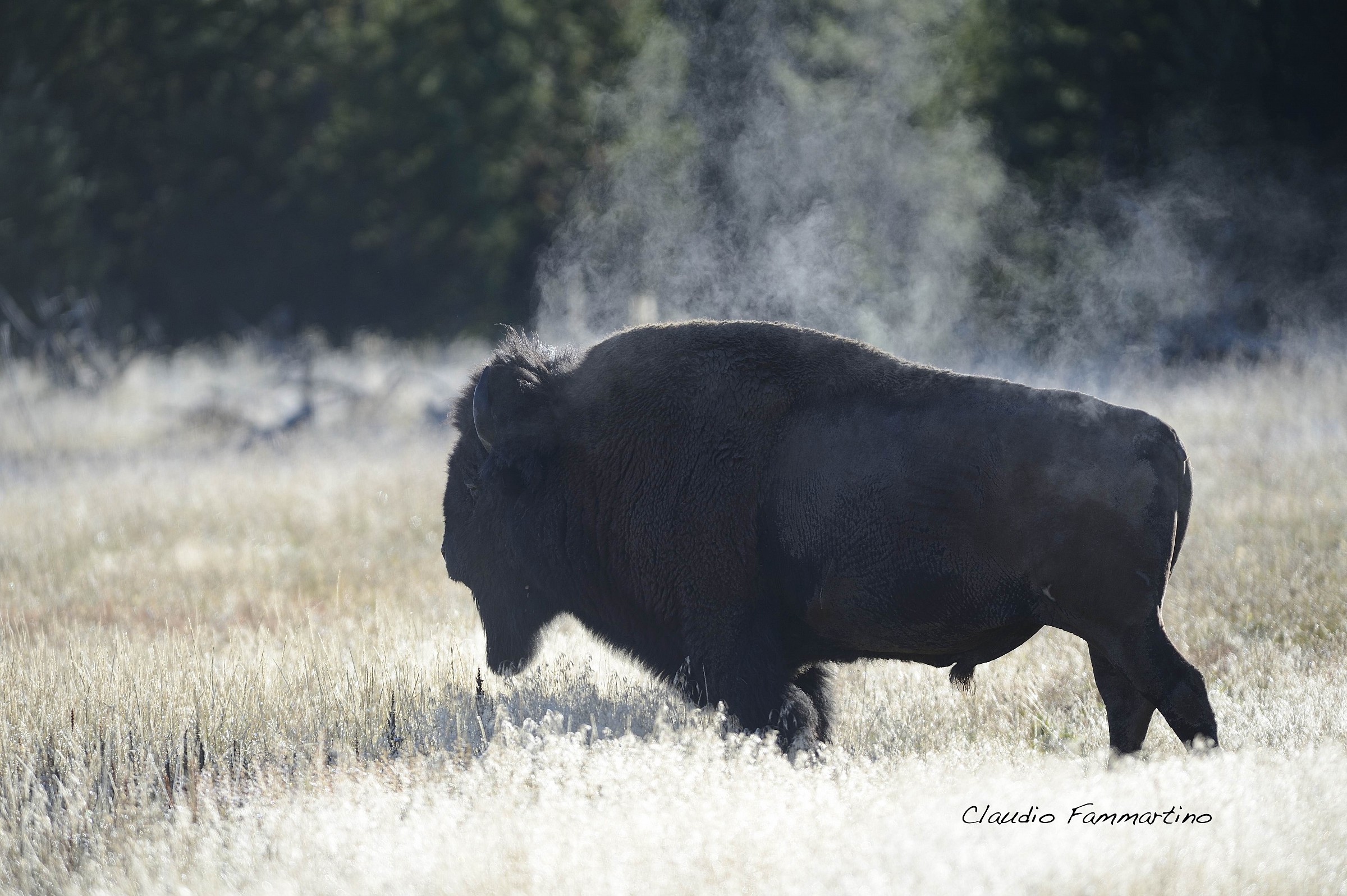 Bison at dawn