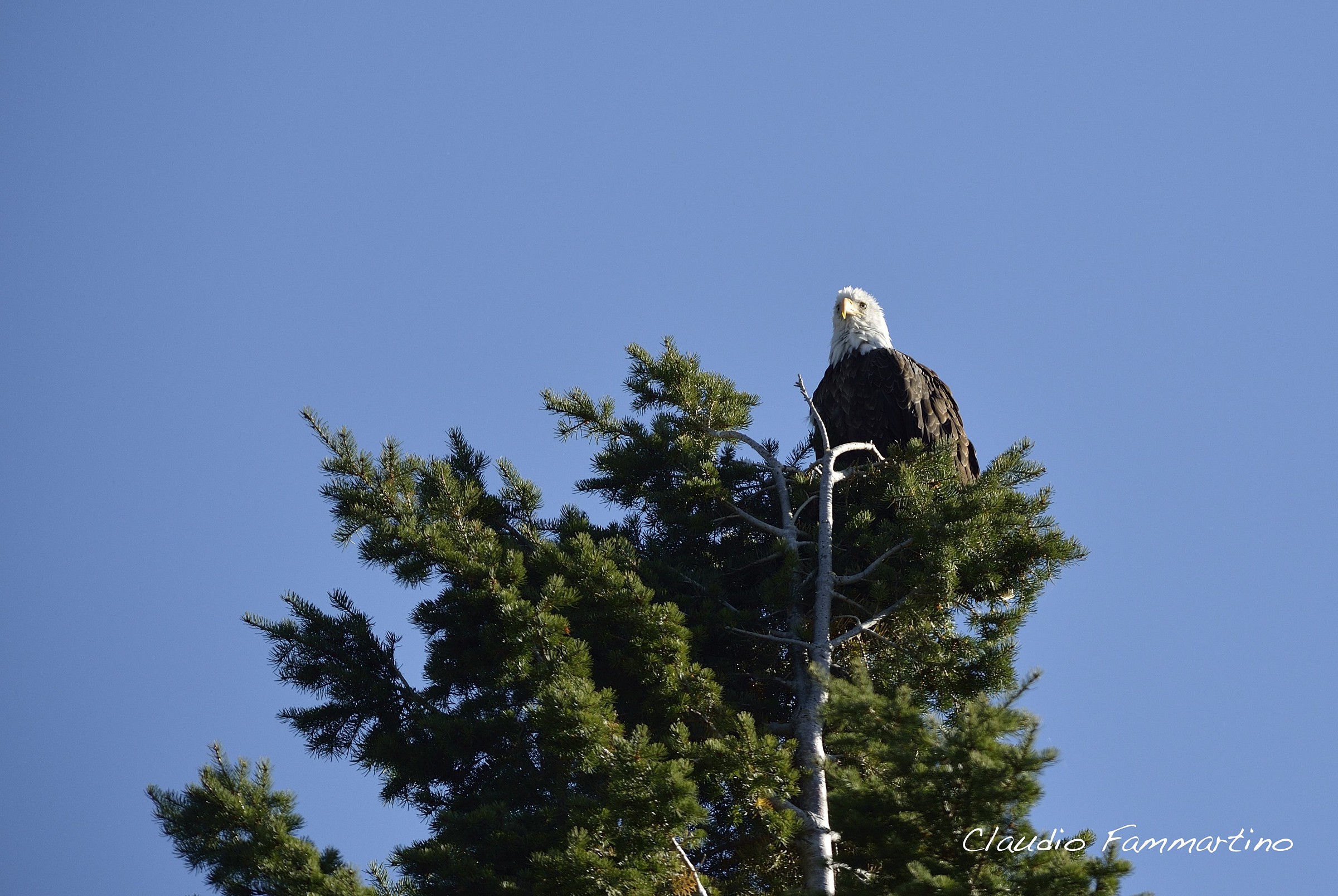 White eagle head