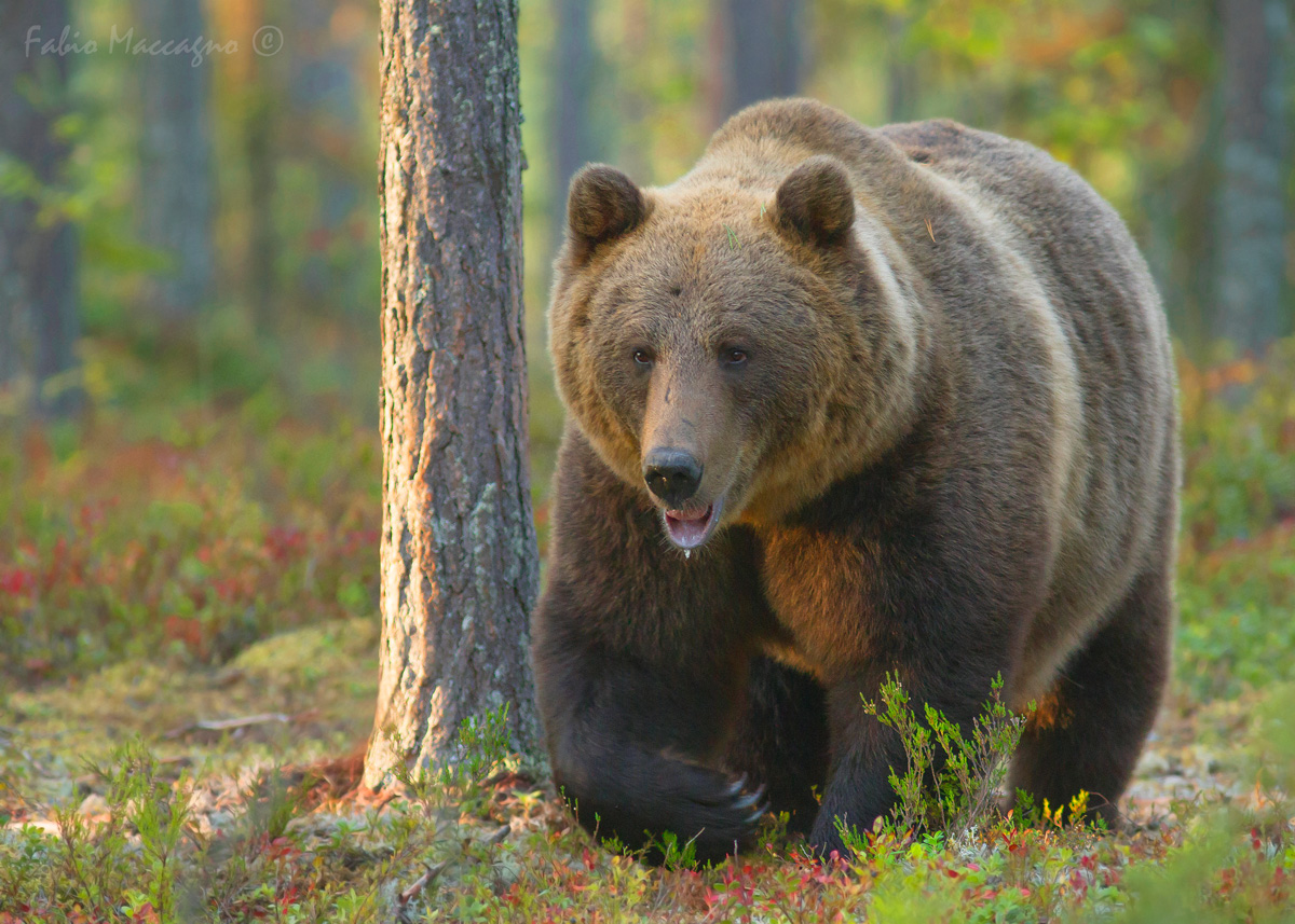 A spasso nella foresta