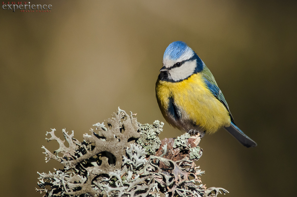 Blue Tit