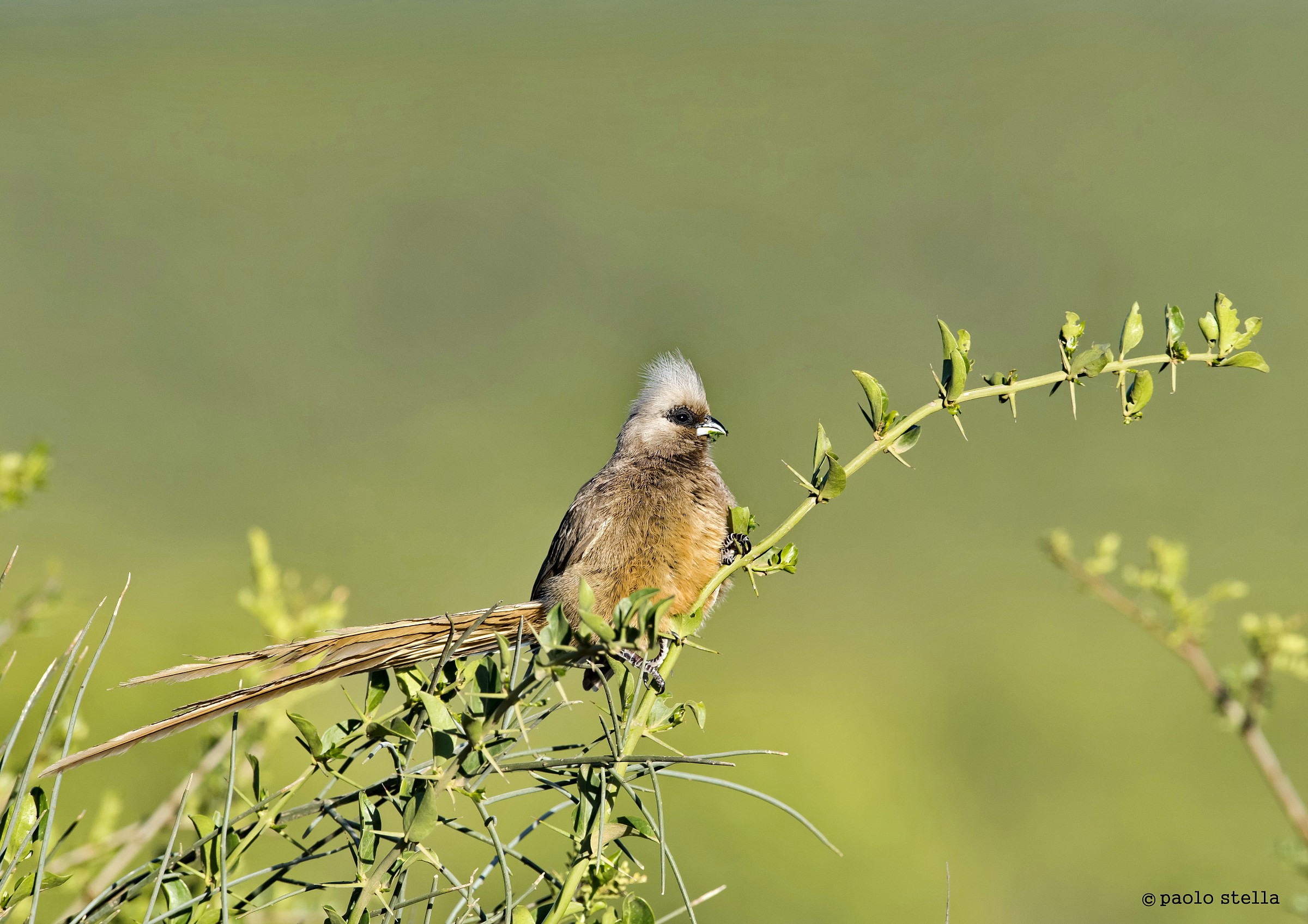 Speckled mousebird (Colius striatus)