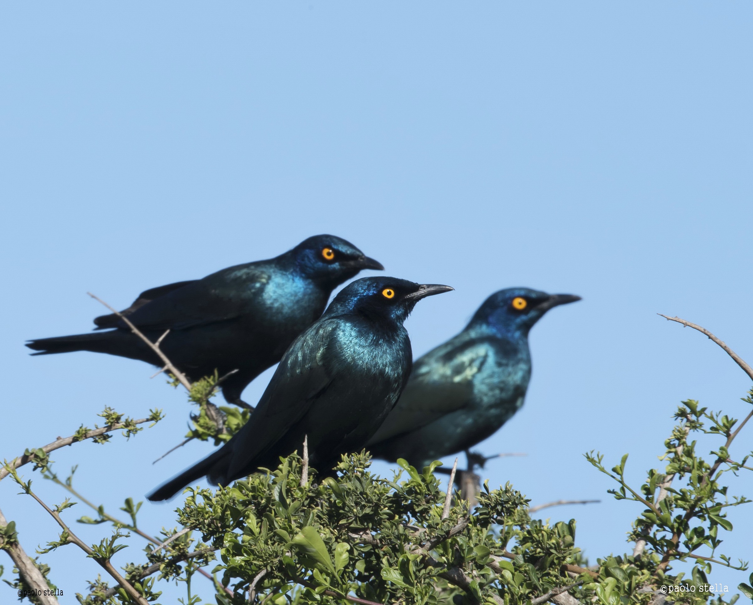 Cape glossy starling (Lamprotornis nitens)