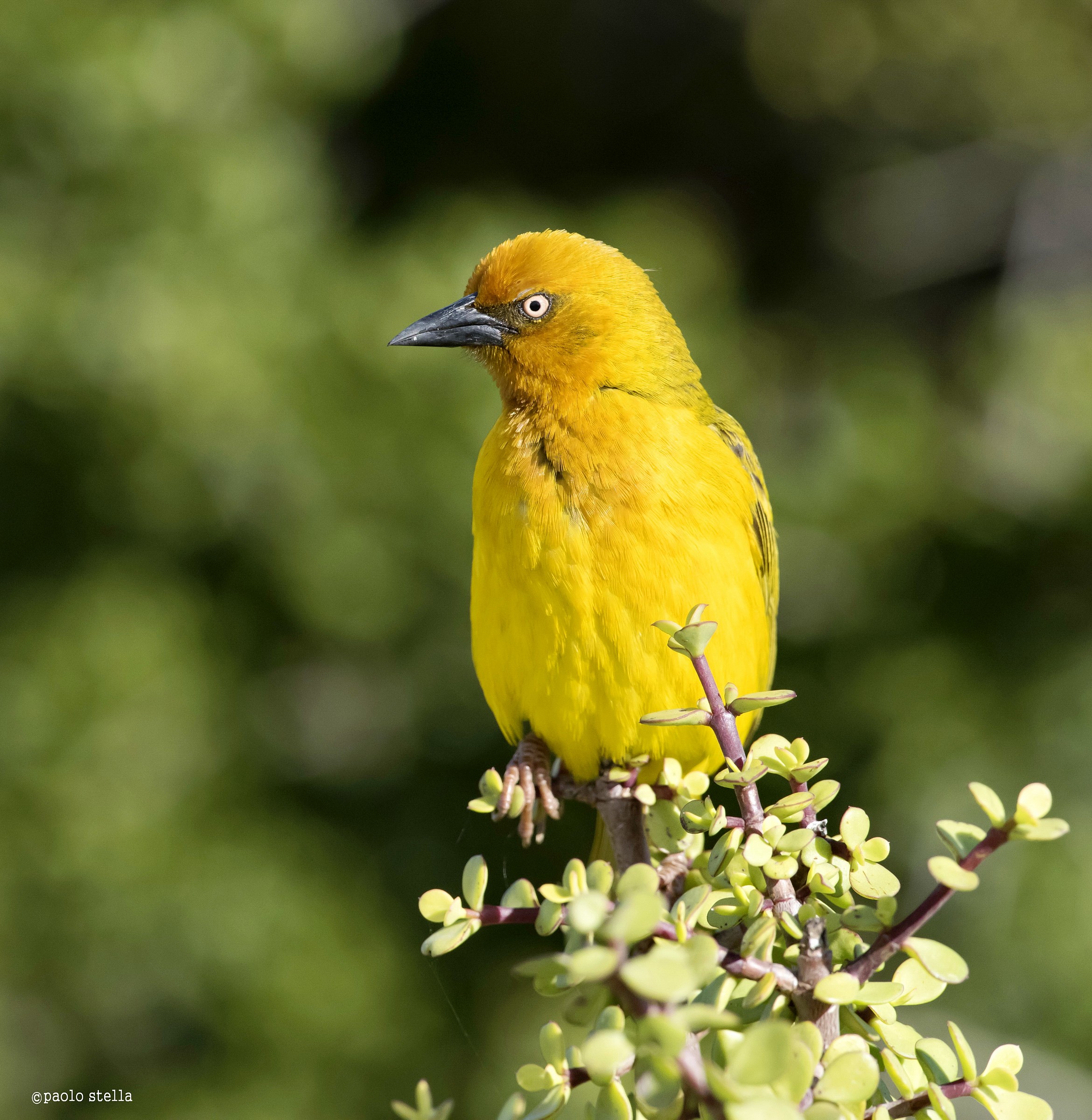Yellow Weaver (Ploceus subaureus)