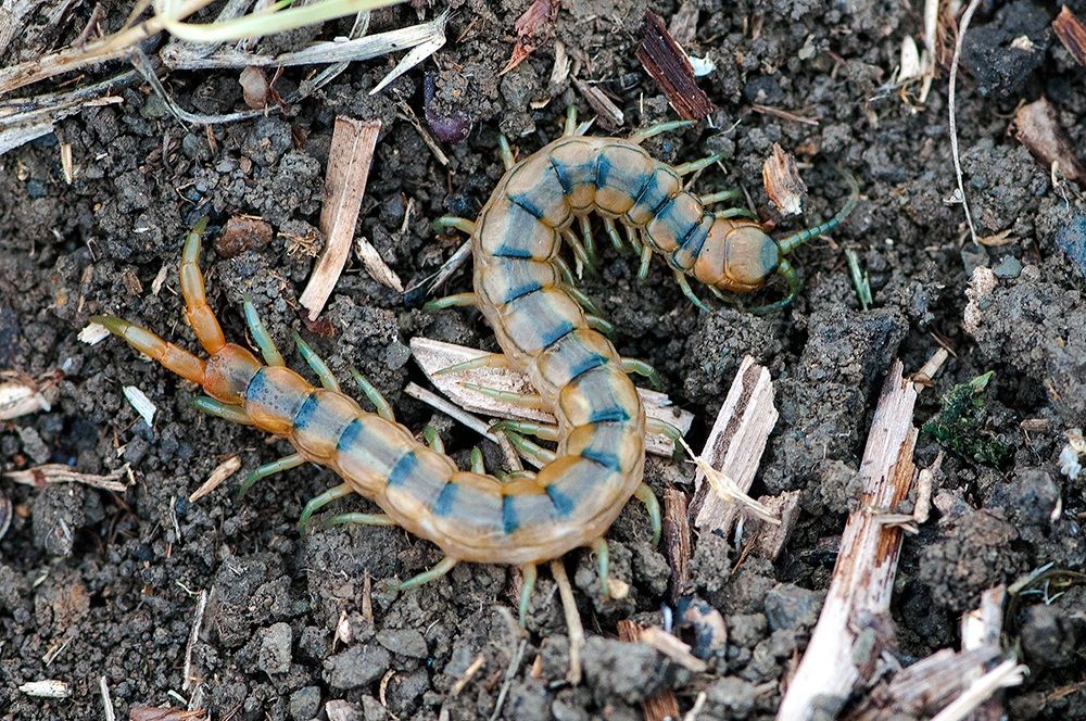 scolopendra