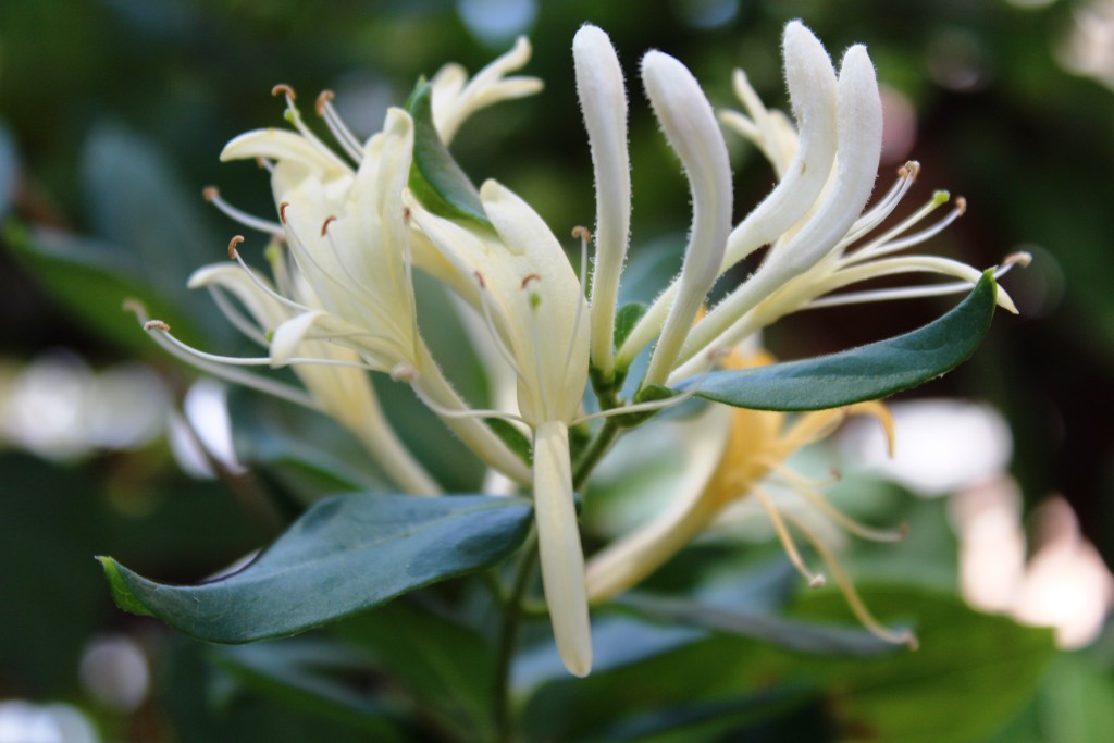 Honeysuckle