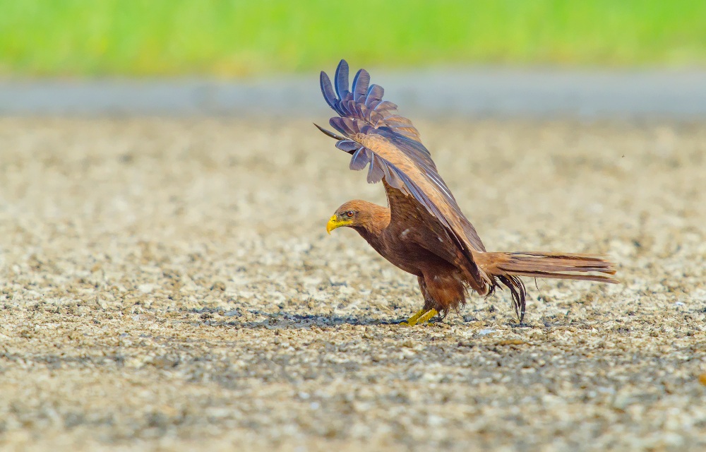 yellow billed kite