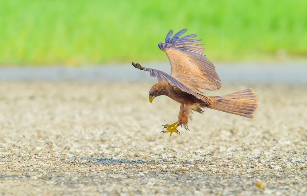 yellow billed kite