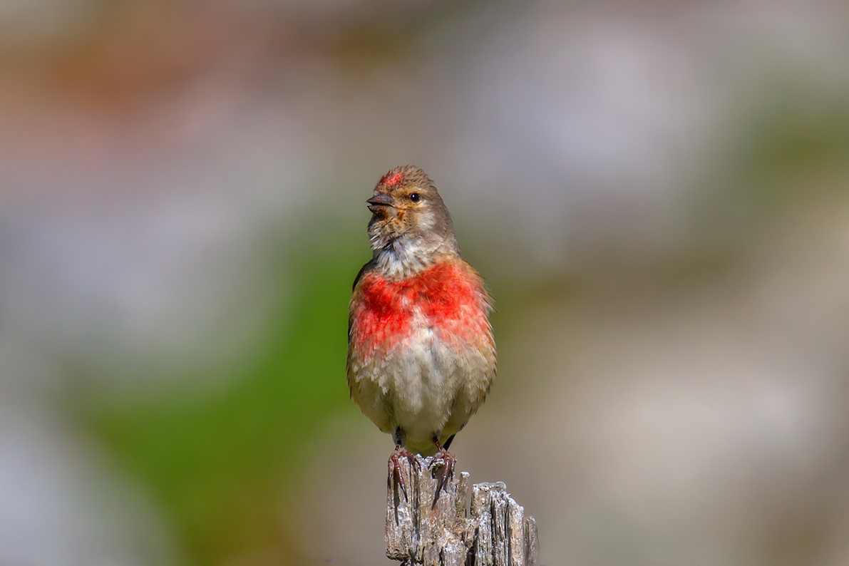 Linnet