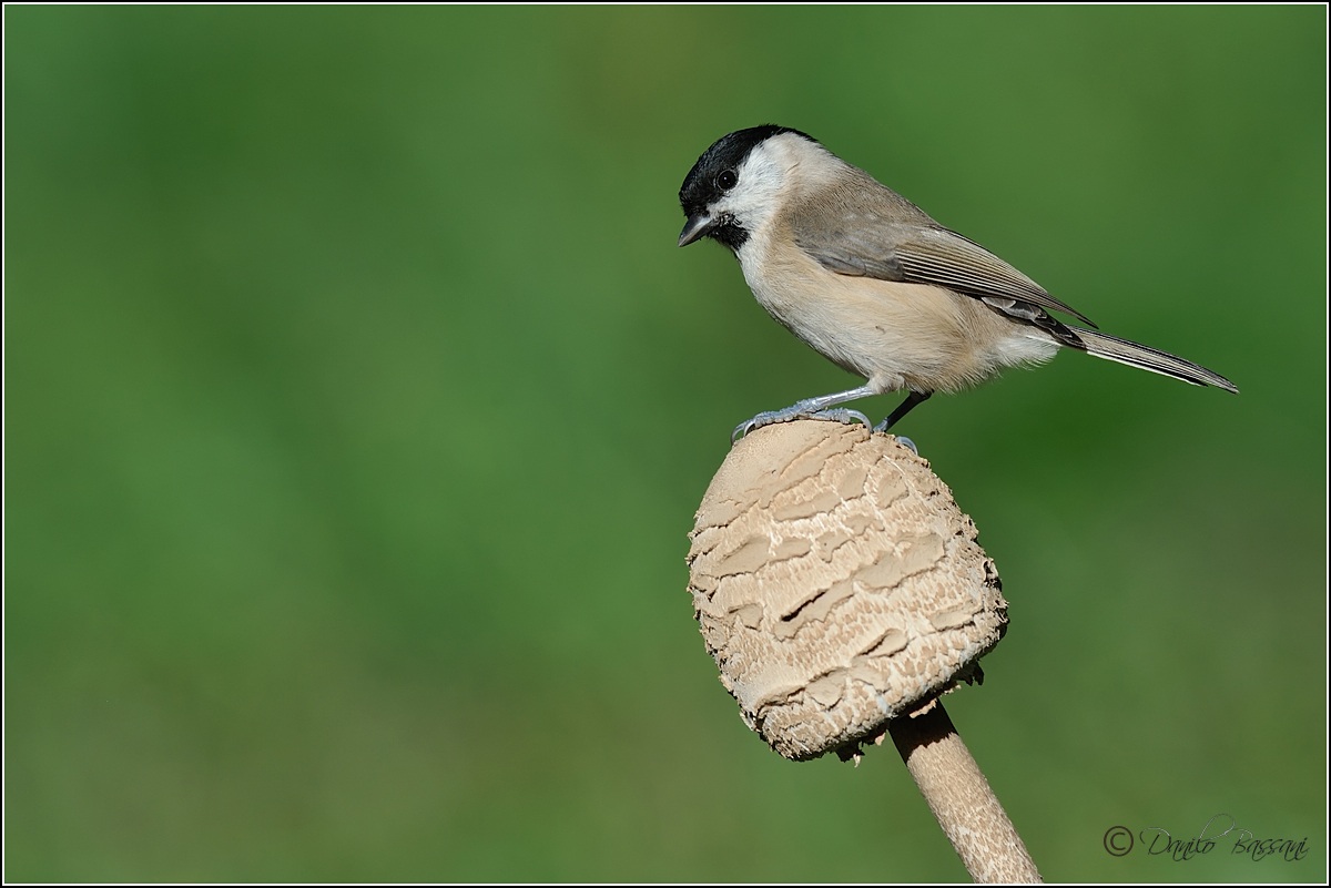 Cincia Mazza di Tamburo