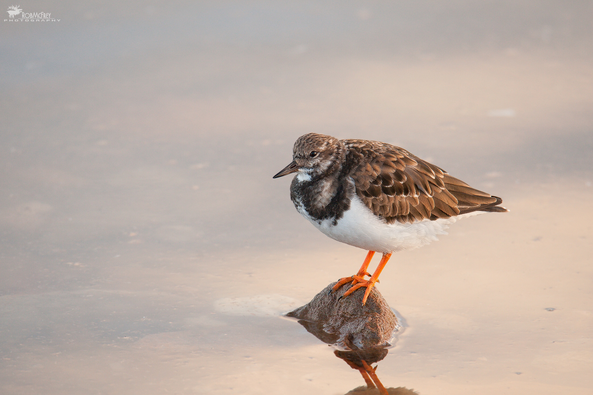 Turnstone at first light