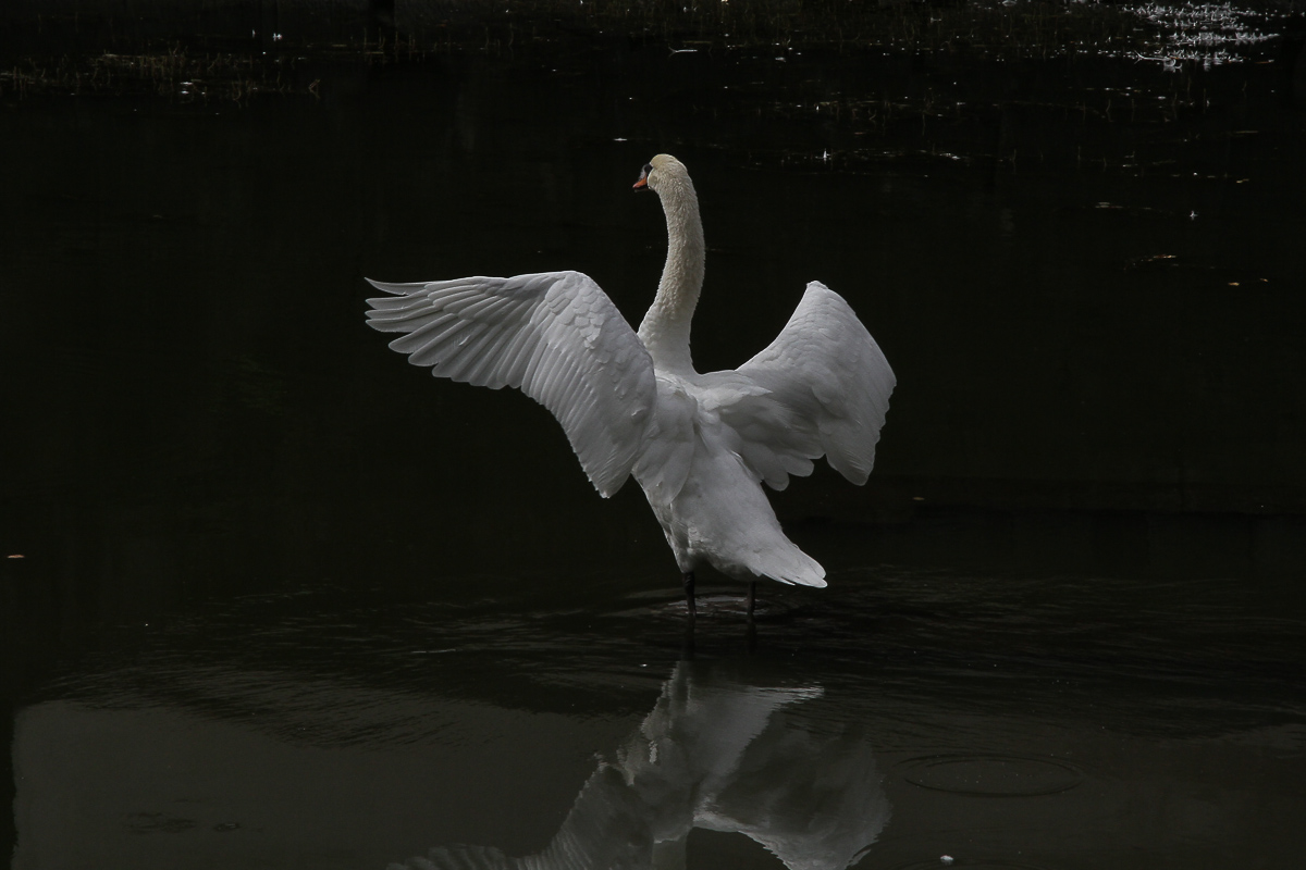 The swan in the garden of the Emperor