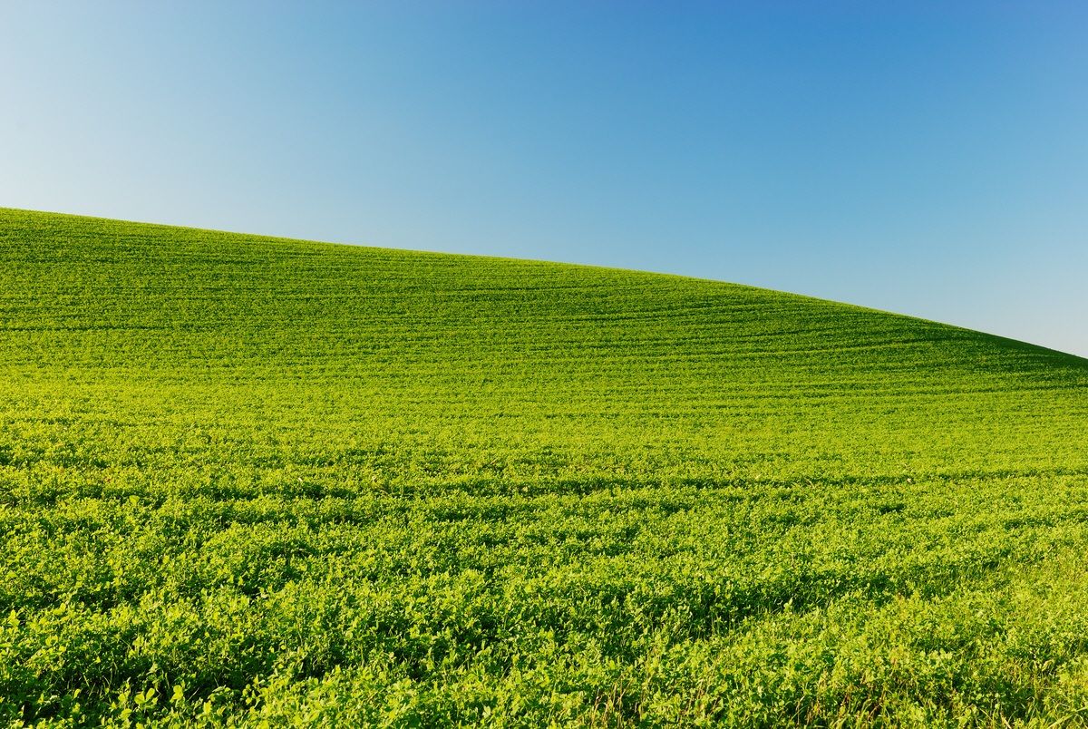 Campagna di Carpaneto 5