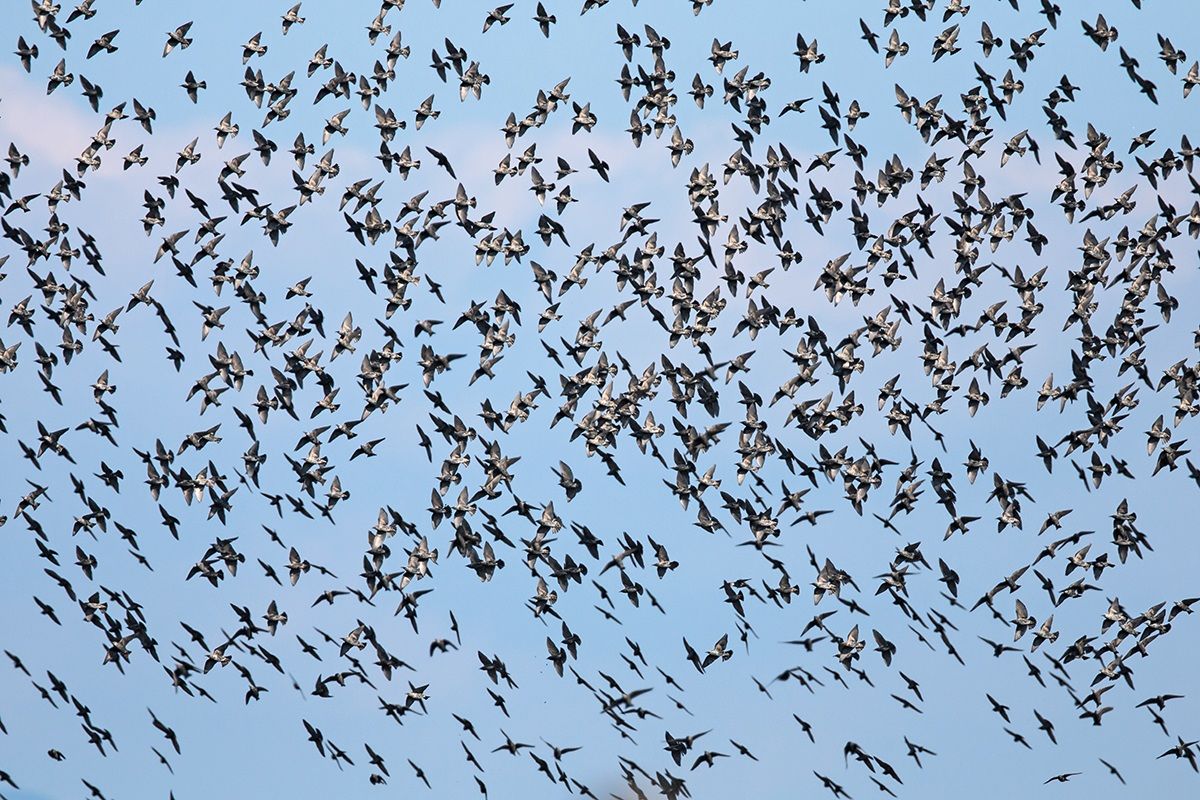 Starlings in maneuver