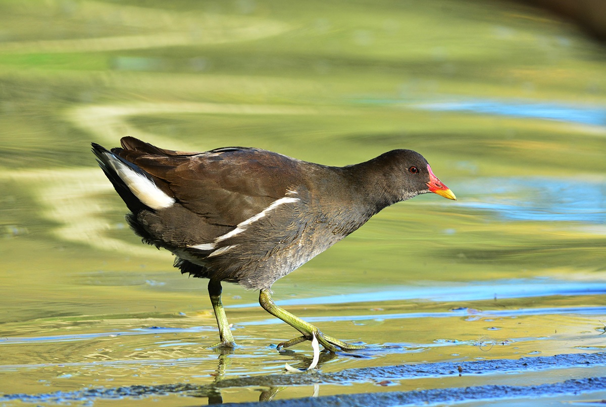 gallinella a caccia