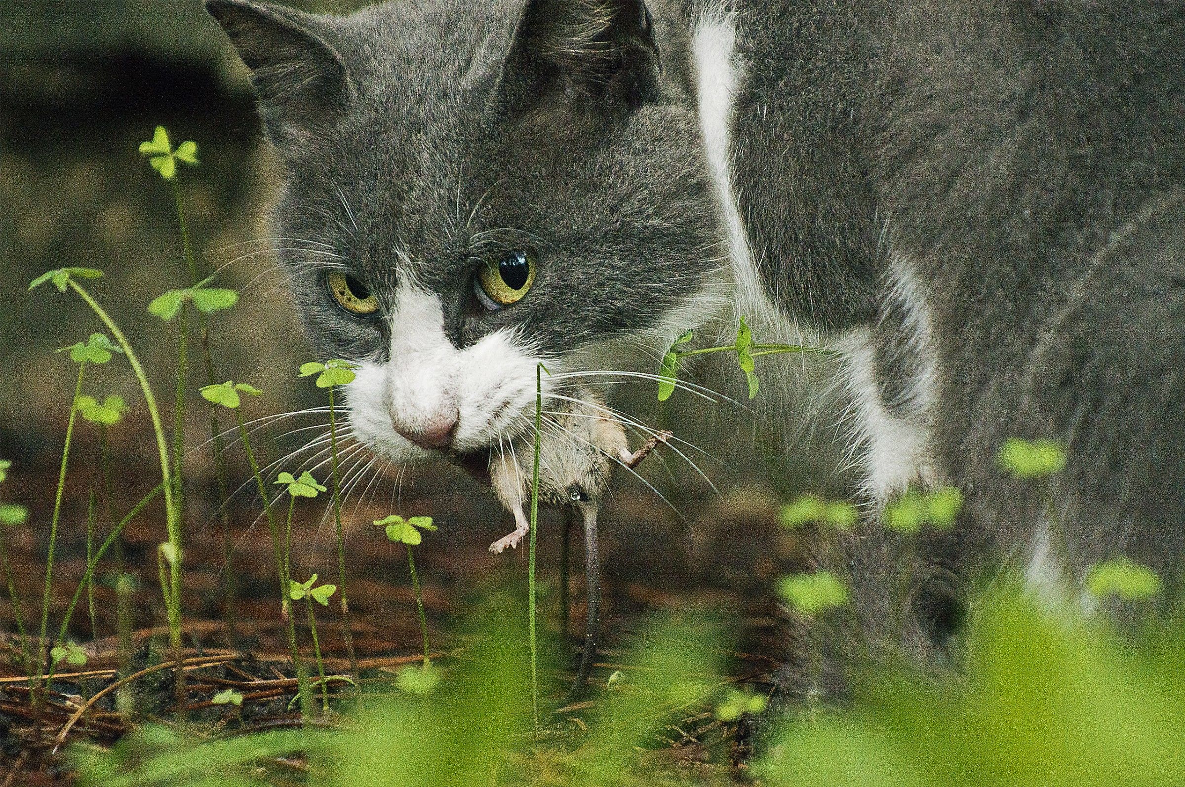 Cat chasing Pets
