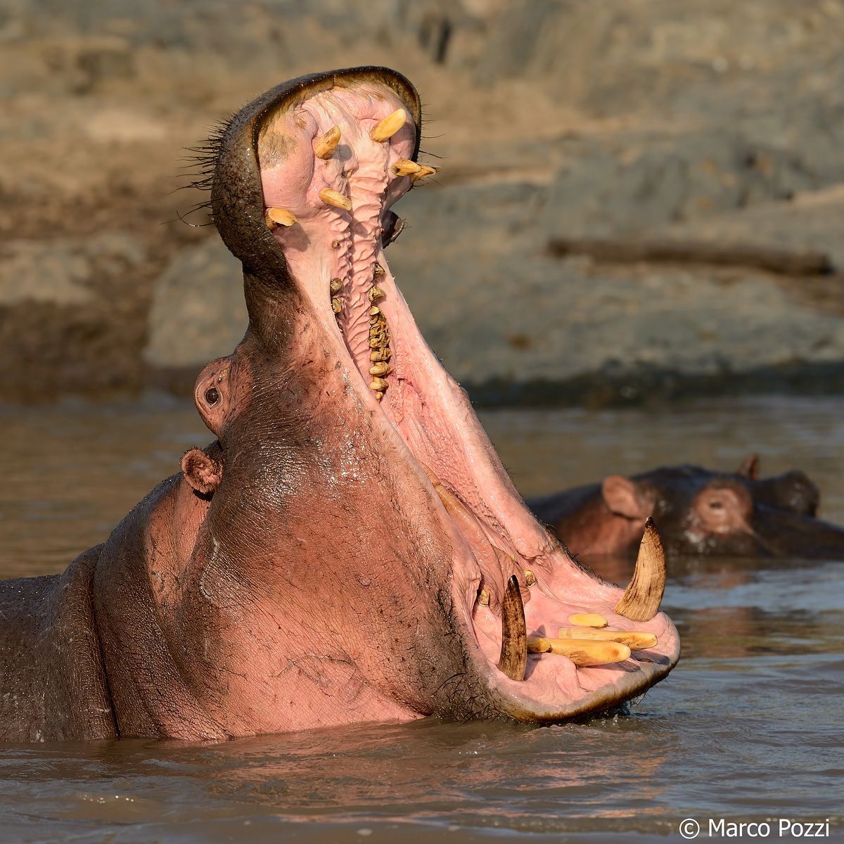 ma che bocca grande....