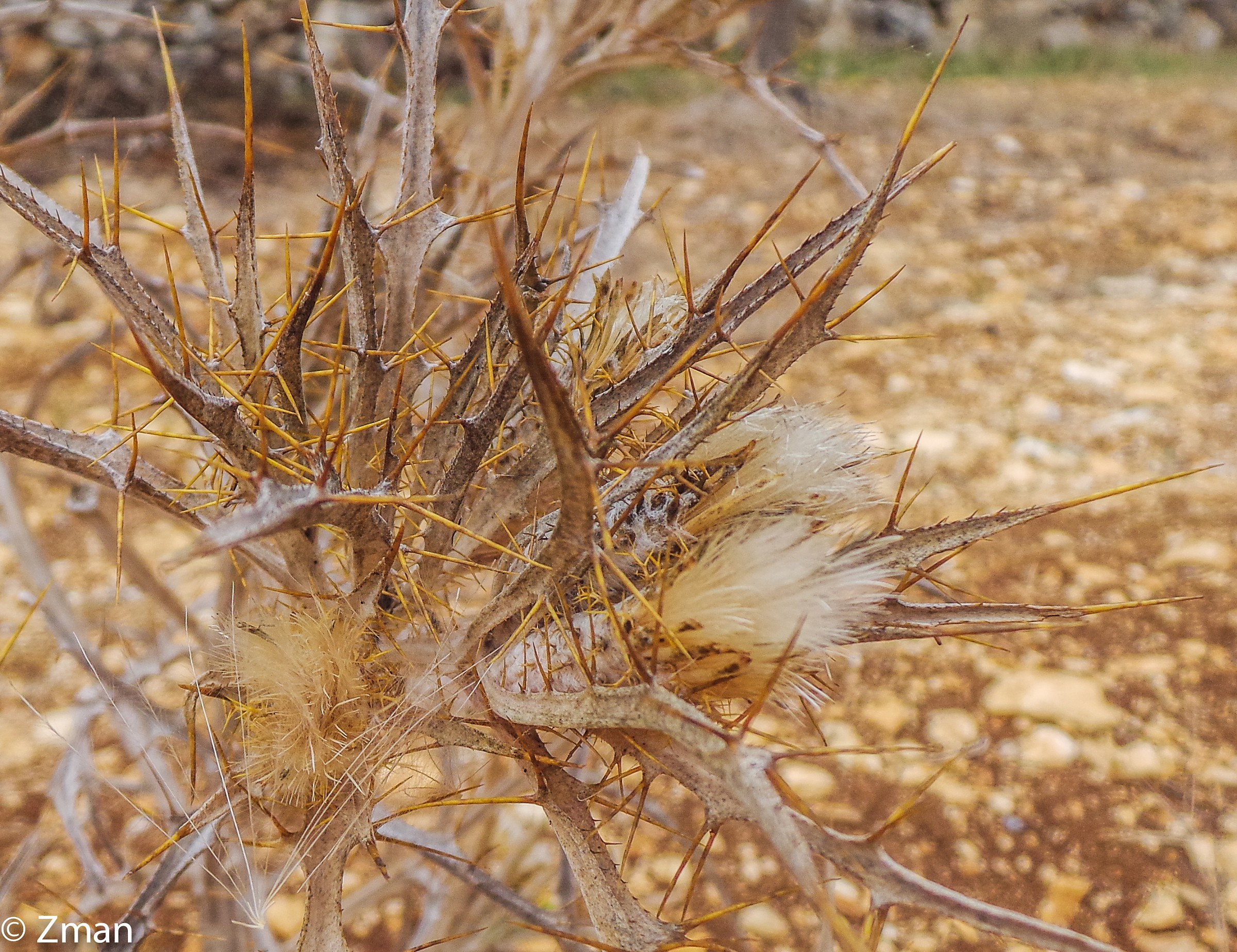 Biancospino sotto l'ulivo