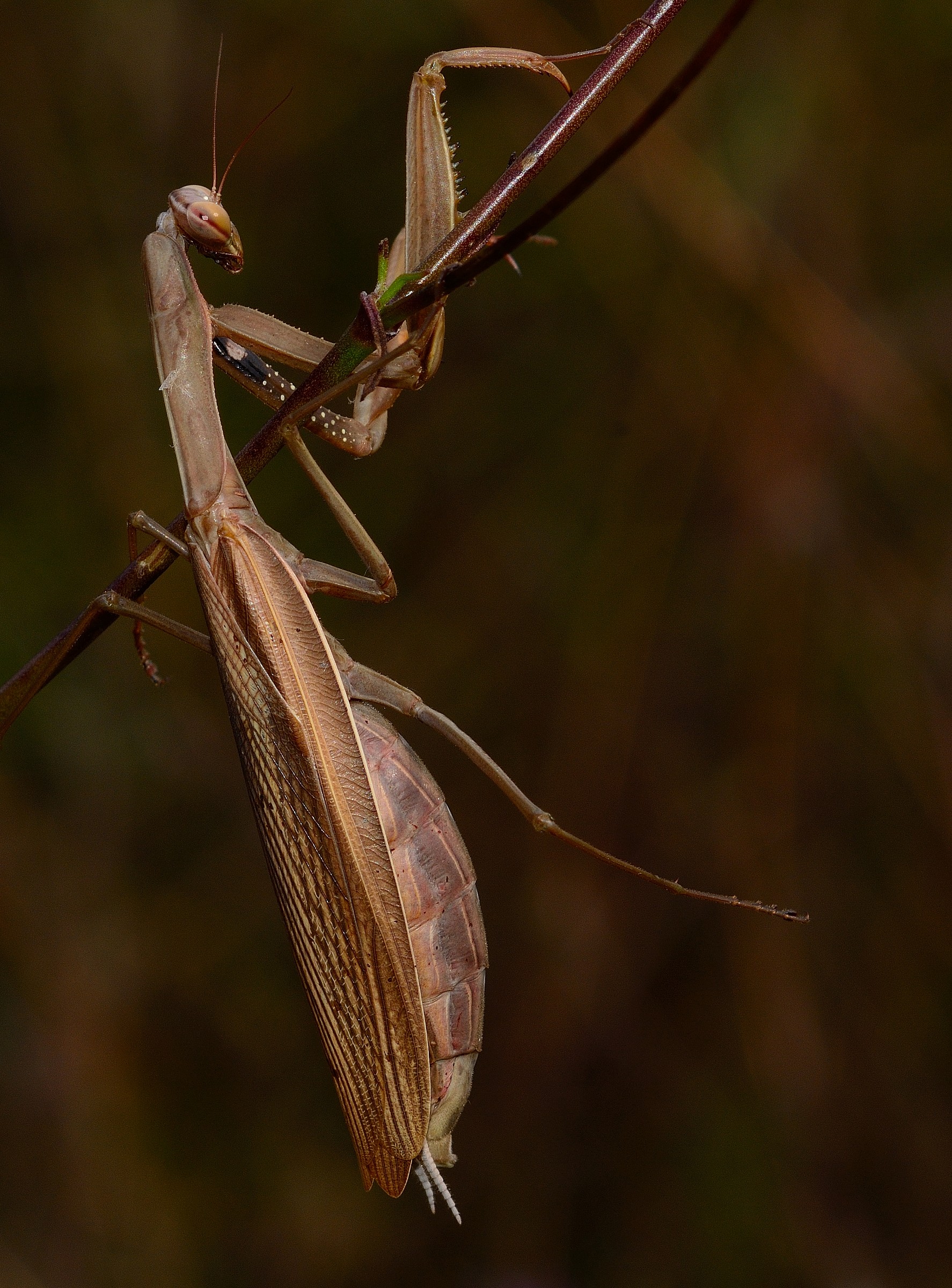 mantis