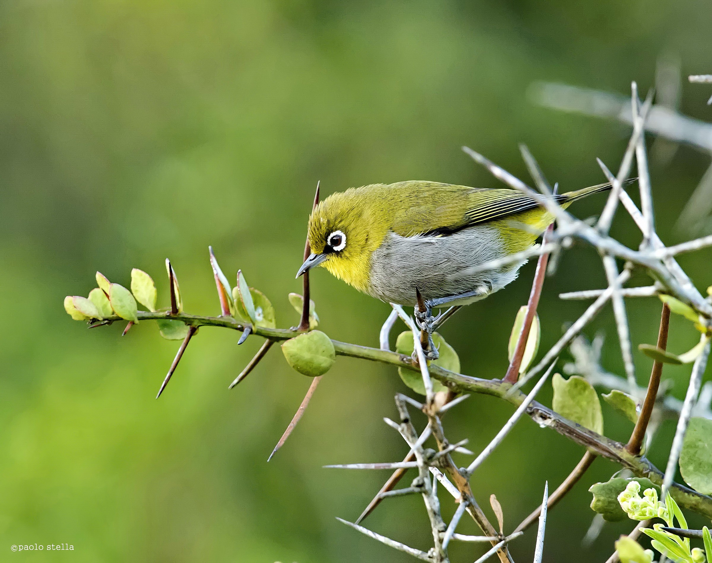 Cape white-eye (Zosterops virens)