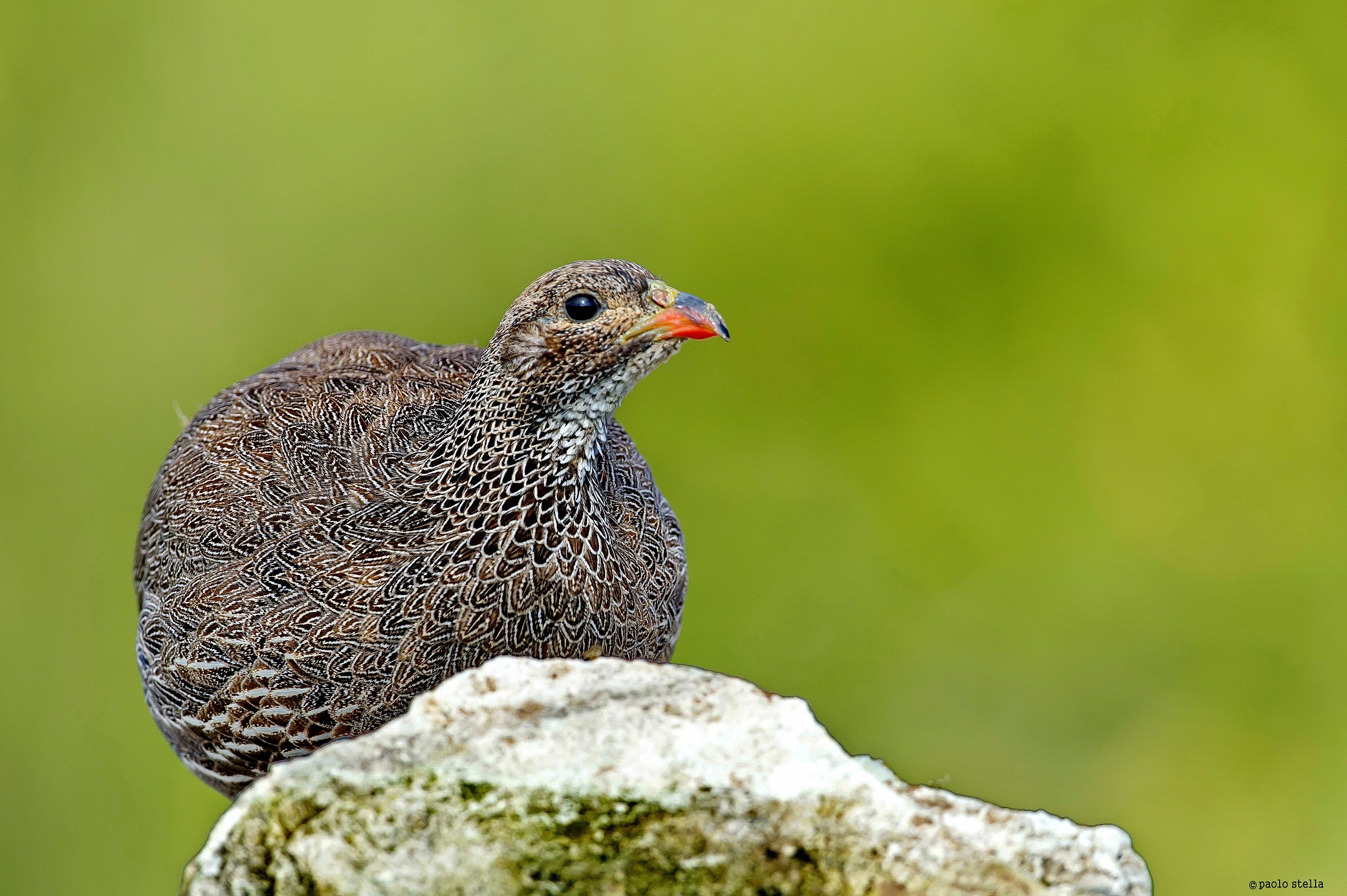 Cape francolin (Pternistis capensis)