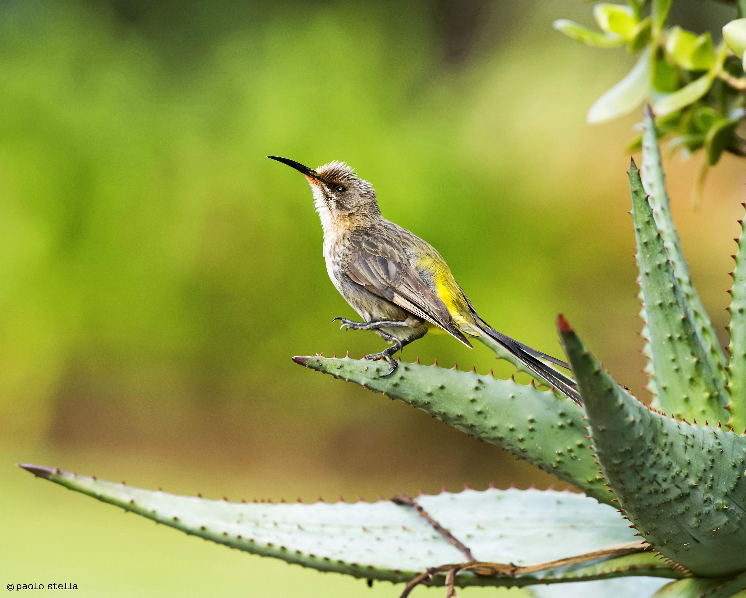 and I dance ... Cape Sugarbird