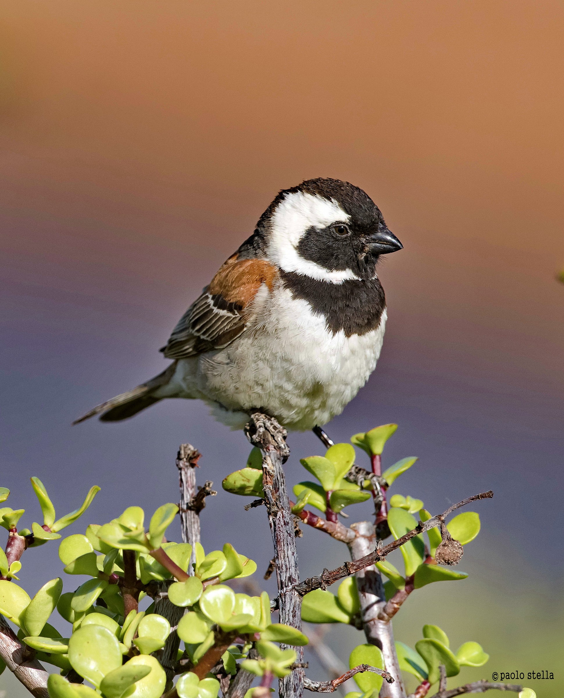 Cape Sparrow (Passer melanurus)