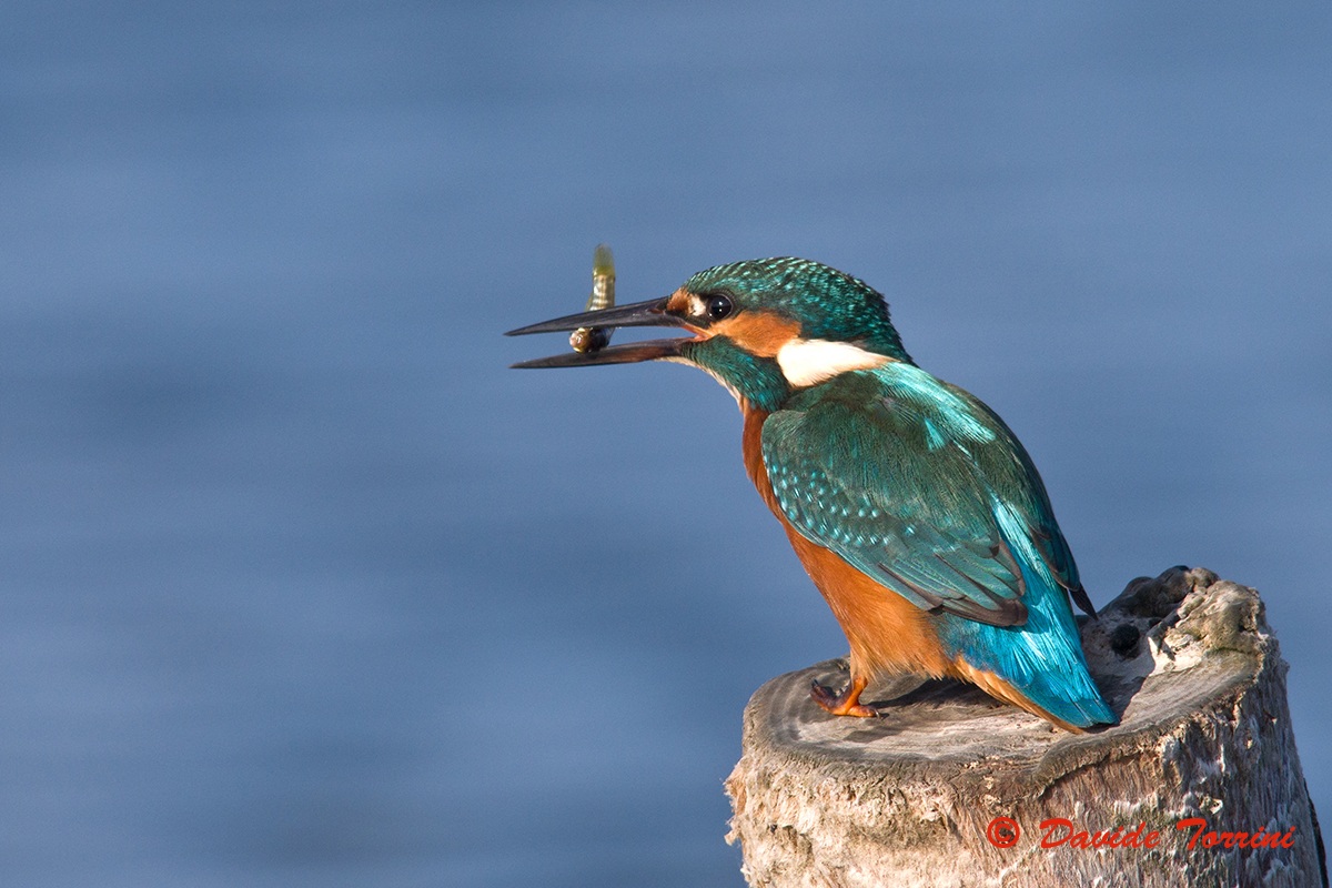 Kingfisher